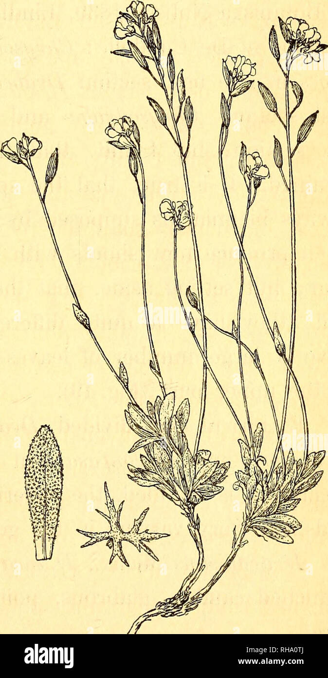 . Botanisk tidsskrift. Botany; Plants; Plants. 307 an abnormal state; these pods do not contain developed seeds; normal pods, also on specimens collected by J. Vahl, are flat, somewhat broader and whith longer style than in D. hirta. Watson 1. c. puts the plant down as D. hirta v.arctica, and it is possible, that this is right; nevertheless the above mentioned characters seem to be constant. D. hirta v. incano-hirta Hartman = D. hirta v. dovrense Fr. from Dovre in Norway, seems not to be different from D. arctica. Besides only found in Arctic regions: in America in Grinnell-land, West Greenlan Stock Photo