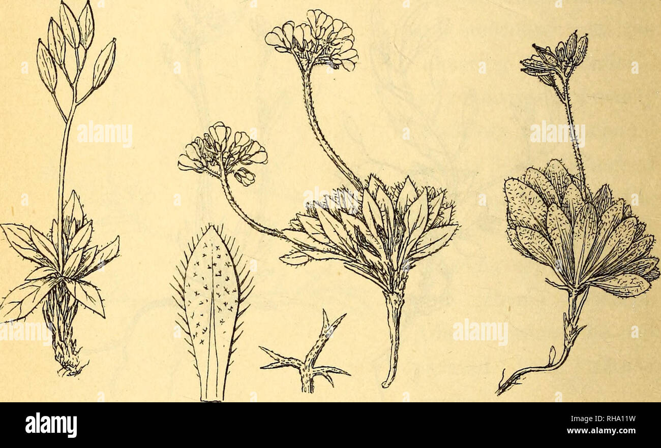 Botanisk Tidsskrift Botany Plants Plants 300 Beyond In North America Iceland North Scandinavia Siberia Ural And Altai Mountains And In Himalaya Fig 11 To This Species Belong Draba Algida Adams Leaves Only