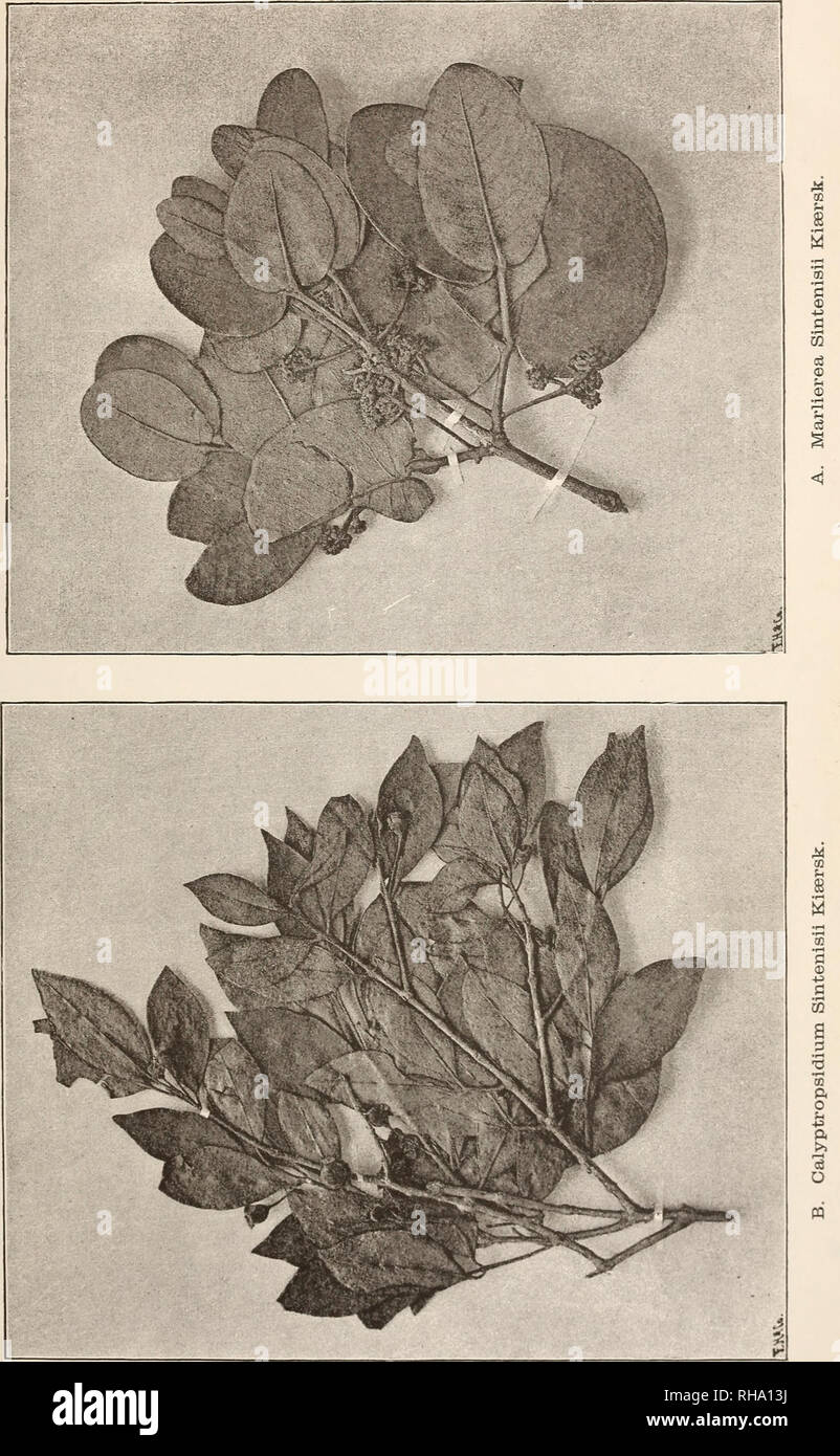 . Botanisk tidsskrift. Botany; Plants; Plants. Botan. Tidsskrift Bd. 17 (Jotirn. de Bot. 17J. Tavle 13.. Hoß'ensberg et- Trap's Etabl.. Please note that these images are extracted from scanned page images that may have been digitally enhanced for readability - coloration and appearance of these illustrations may not perfectly resemble the original work.. Botaniske forening i København. København : H. Hagerups Forlag Stock Photo