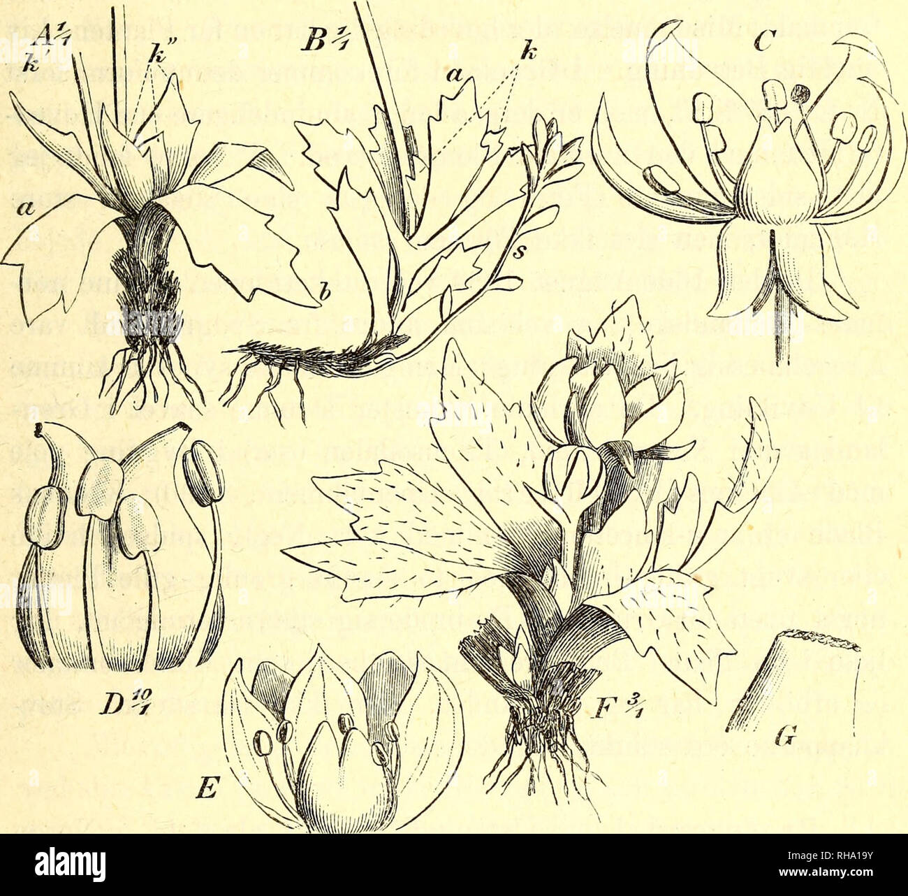 . Botanisk tidsskrift. Botany; Plants; Plants. 11 vegetative Skud rykkes derved et Trin ned. Det i Fig. 23 A teg- nede Exemplar frembyder et Exempel paa dette Forhold: øverste Lovblad (a) støtter en Blomsterstand (k'), næstøverste (b) Hoved- Side-Skuddet, der allerede har 3 Løvblade (k&quot;) udviklede. Tynde, udløbende Skud med meget smaa Blade, næsten Lav- blade, komme ofte til Udvikling fra de nederste Dele af Khi- zomet, som det synes under visse bestemte Forhold, nemlig. Fig. 23. Saxifraga stellaris L.. A, af en Plante fra Sukkertoppen 1G/8 1884; k' er Axelskud fra øverste Løvblad a; det  Stock Photo