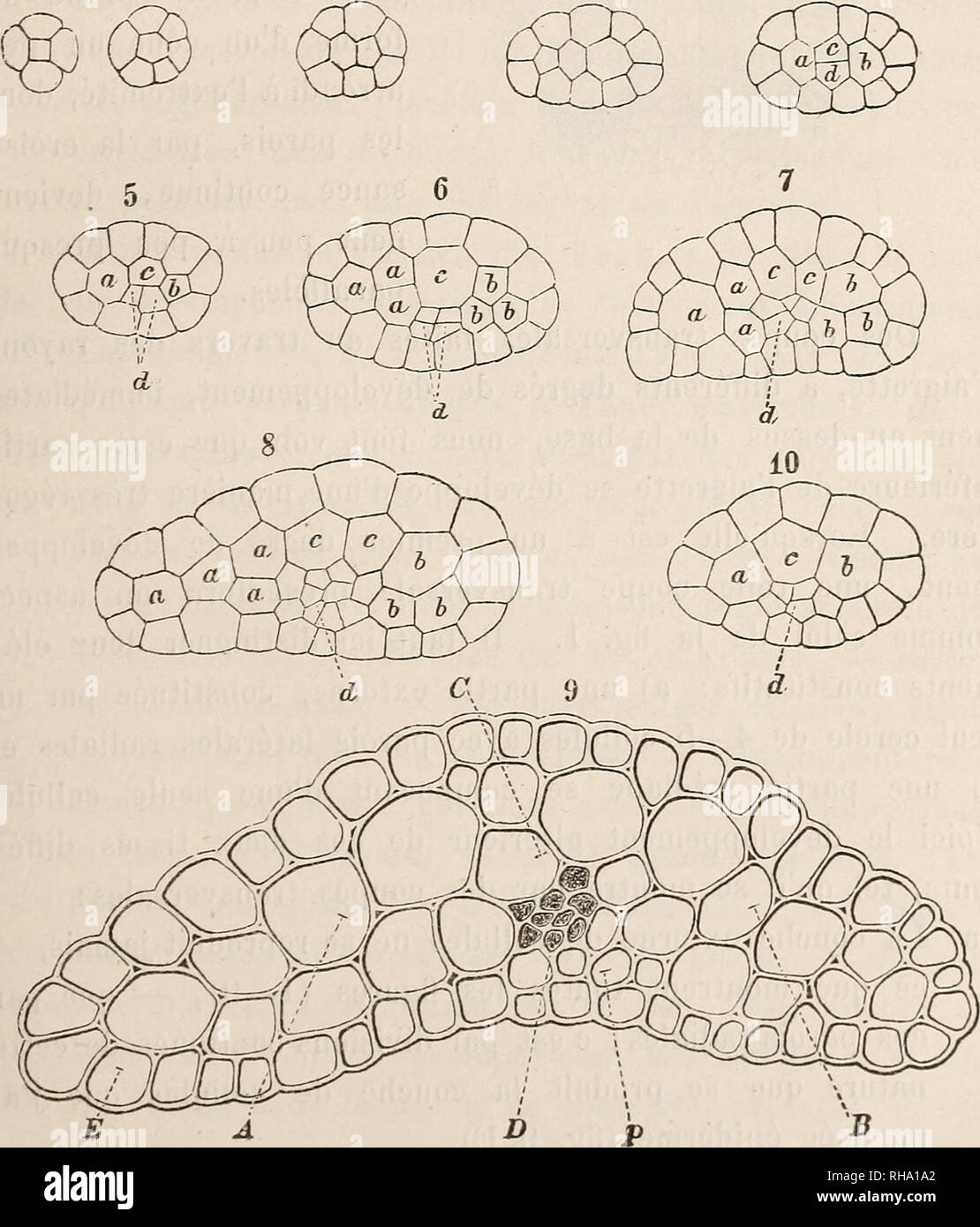 . Botanisk tidsskrift. Botany; Plants; Plants. 123 I Le calice du Cirsium arvense Scop. 1. a. Une coupe Iransversale de la partie la plus infÃ©- rieure de l'aigrette dÃ©veloppÃ©e, nous montre (fig. 9) que cette partie se compose de trois formes de tissu trÃ¨s di- stinctes: 1Â° extÃ©rieurement: un seul cercle de cellules re- lativement petites et carrÃ©es Ã angles arrondis (E), dont les parois latÃ©rales prÃ©sentent toutes la singularitÃ© d'Ãªtre disposÃ©es radialement; 2Â° un tissu de cellules plus spacieu- iw Â±12 3 4. Please note that these images are extracted from scanned page images that  Stock Photo