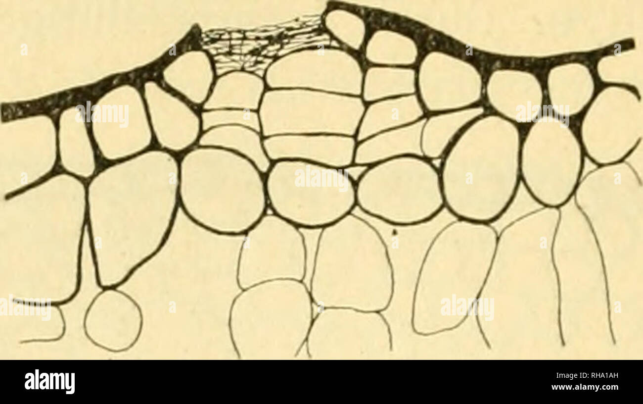 . Botaniska studier, tellägnade F. R. Kjellman den 4 November 1906. Kjellman, F. R. (Frans Reinhold), 1846-1907; Botany. 274 HERNFRID WITTE beobachtet, welche durch eine Art Wundkork zugestopft zu sein schienen (Fig. ii).. Fig. II. Kleiner Teil eines Querschnittes durch einen aerench-matischen Stamm mit Längsspalte (c:a Y). Das Aerenchym der LysiuiacJiia indgaris hat eine sehr auffälHge, habituelle Ähnlichkeit mit demselben bei Sesbania marghiala Benth./ und ist wohl desselben Ursprungs wie das aerenchymatische Gewebe bei Aytciiiisia vulgaris L., das durch Streckung und Teilung der Rinden- pa Stock Photo