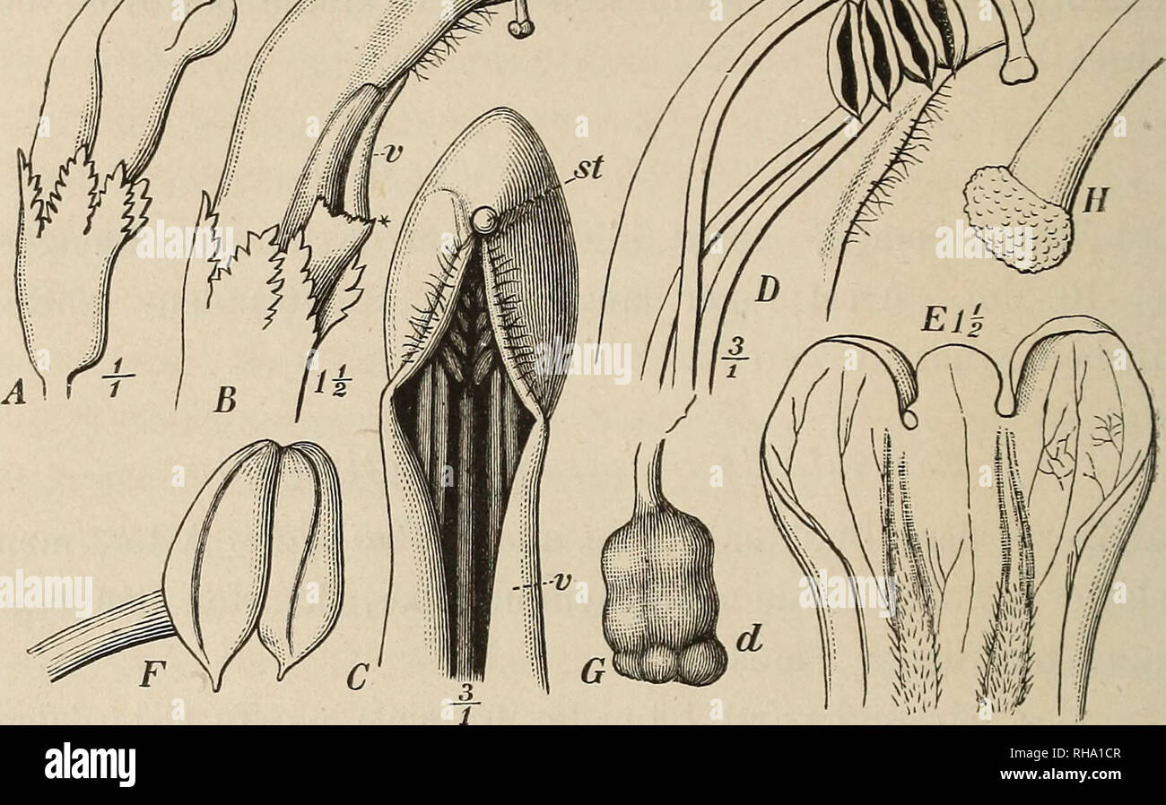 . Botanisk tidsskrift. Botany; Plants; Plants. 216 maa være store Dyr, der foretage Krydsbestøvningeri; synes ogsaa at fremgaa deraf, at Afstanden fra Arret ned til Nek- tarietkan være ^^î^^- Jeg har ogsaa flere Gange set Støv-. Fig. 30. Pedicularis Sceptrum carolinum fra Kola ved det hvide Hav. (Samlet af Dr. Brotherus). A, Blomst i naturlig Størrelse og Stilling. B, samme, efter Bort- tagelse af Underlæben (hertil hører D). G, Del af en 25 Mm. lang^ Blomst, set forfra; Arret rager mindre frem, end det gjøre f. Ex. i B;: Anthererne ere endnu ikke aabnede (se F); hertil hører Griffelspidsen i  Stock Photo