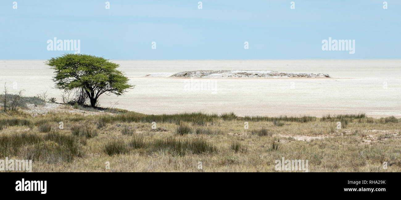 Lone tree on the edge of the Etosha pan from the Salvador Sueda loop. Stock Photo