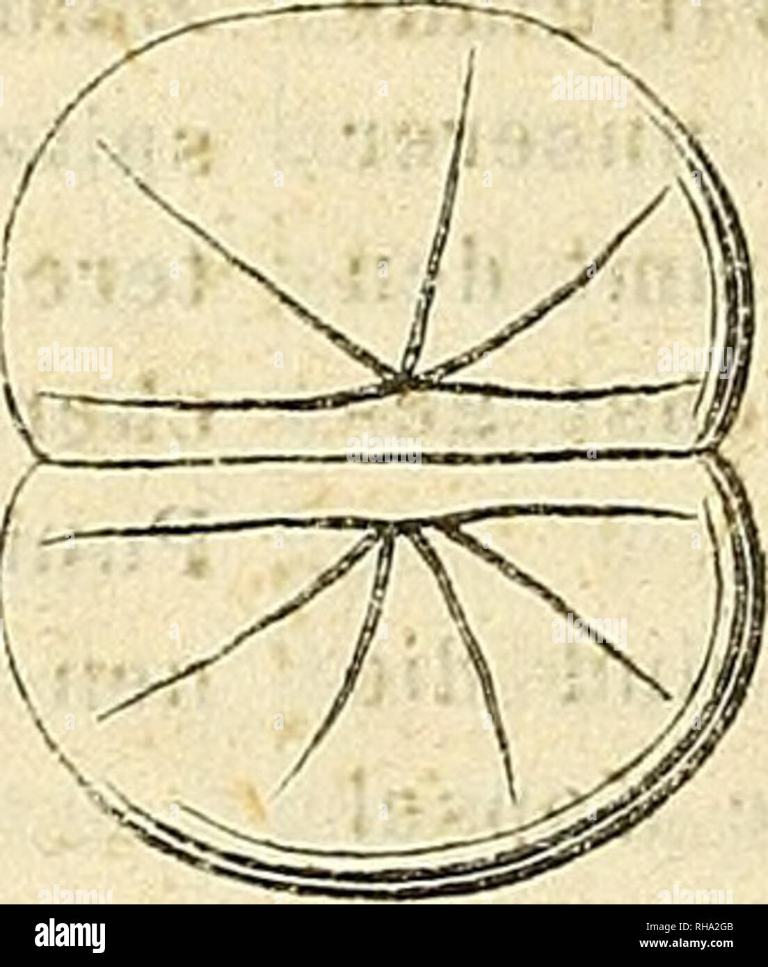 . Botanische Zeitung. Plants; Plants. . Please note that these images