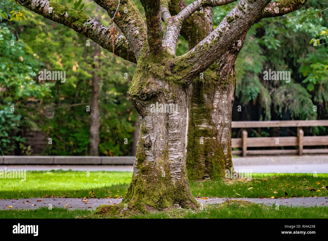 Cherry Tree trunks in autumn inside a city nature park, covered in moss Stock Photo
