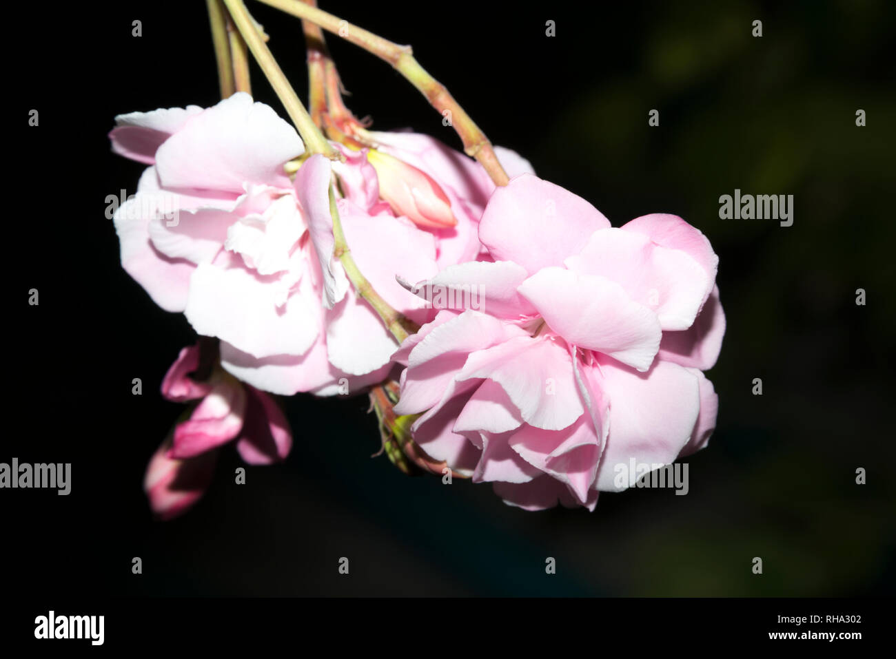 Oleander (Nerium oleander) Stock Photo