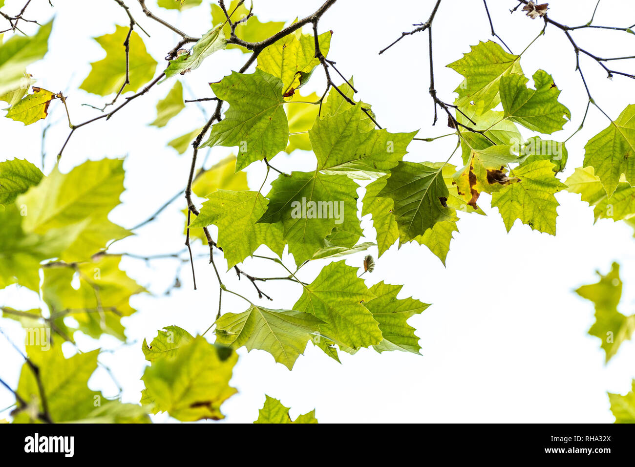 Lush green maple tree leaves, some with dark brown spots, isolated against the sky Stock Photo