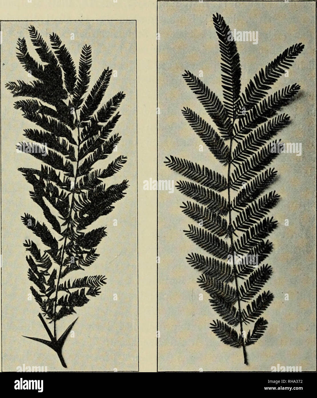 . Botanische Jahrbu?cher fu?r Systematik, Pflanzengeschichte und
