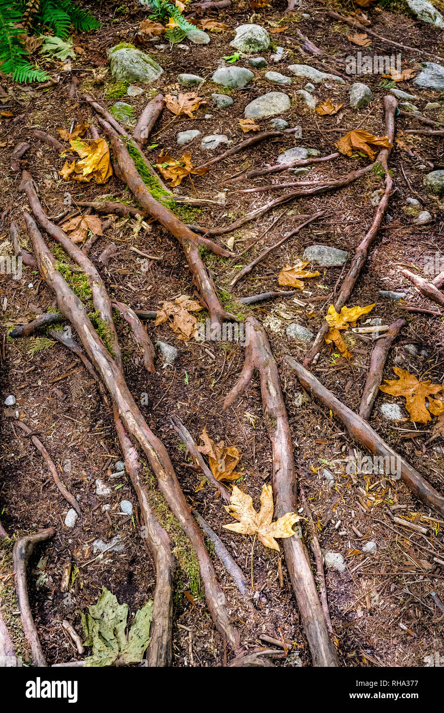 Fallen autumn maple leaves and tree roots exposed above ground. Colors of fall season. Stock Photo