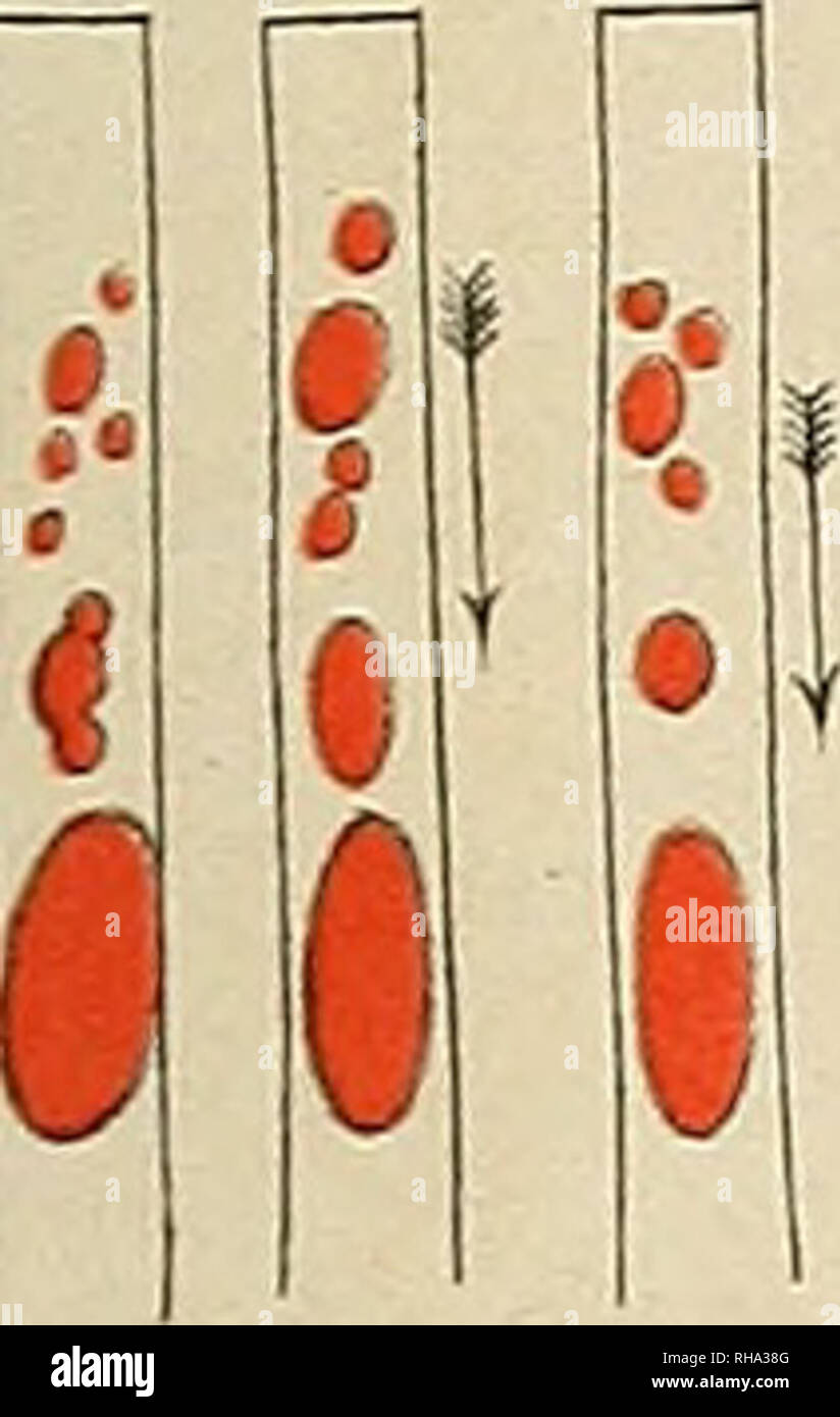 Botanische Zeitung Plants Plants Taa I Ficf 9 Fig Jo Vi C B E F G Ct X V A Ia X4 B Fiq I Amp A A Y A Rs V 7 Tf X T 4
