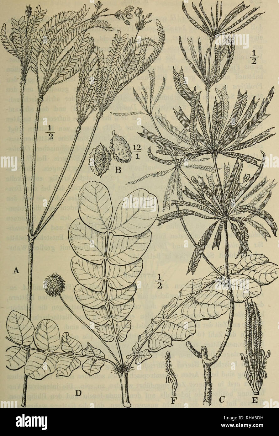 . Botanische Jahrbu?cher fu?r Systematik, Pflanzengeschichte und Pflanzengeographie. Botany; Plantengeografie; Paleobotanie; Taxonomie; Pflanzen. Fig. 3. A—B Biophytum 7iudum (Arn.) Wight. A Habitus, B Teilfrucht. — G Bio- phytum aesehynomenifolium[0. Hoffm.) R. Knuth. — D—F Biophytum somnimis (Mart, et Zucc.) R. Knuth. D Oberes T(3ilstück der Pflanze, E Staubgefäße und Stempel, F 2 Stamina.. Please note that these images are extracted from scanned page images that may have been digitally enhanced for readability - coloration and appearance of these illustrations may not perfectly resemble the Stock Photo
