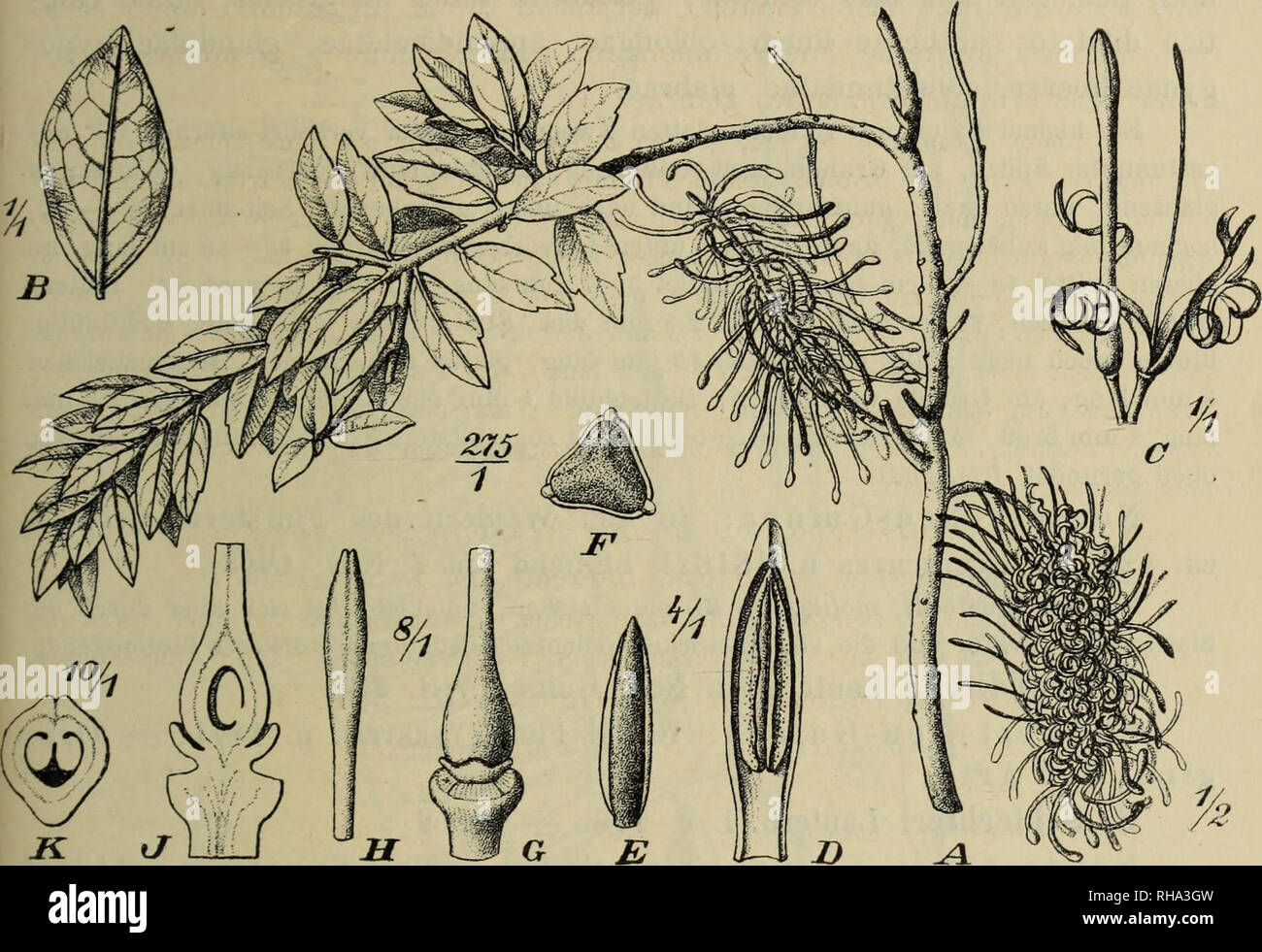 Der bismarck archipel hires stock photography and images Alamy