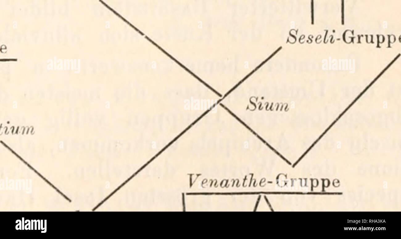 . Botanisches Zentralblatt; referierendes Organ fÃ¼r das Gesamtgebiet der Botanik. Botany; Botany. Physiologie, Biologie, Anatomie u. Morphologie. 217 Erst Hoff mann wandte sich 1814 mit seinem Syllabus plan- tarum Umbelliferarum der inneren Struktur der FrÃ¼chte in hervor- ragendem Maasse zu und benutzte die SecretcanÃ¤le als Charakter- merkmal gewisser Sectionen. A. P. de Candolle zog die Form des Albumens in den Vordergrund, wodurch drei Gruppen entstanden: Orthospermeae, Campylospermeae, Coelospermeae. Tausch wies dann nach, dass diese Eintheilung nicht genÃ¼ge, da z. B. bei Hasselquistia  Stock Photo