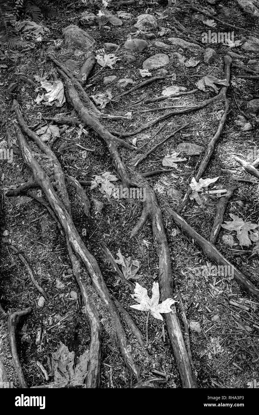 Fallen maple leaves and tree roots exposed above ground. Black and white. Stock Photo