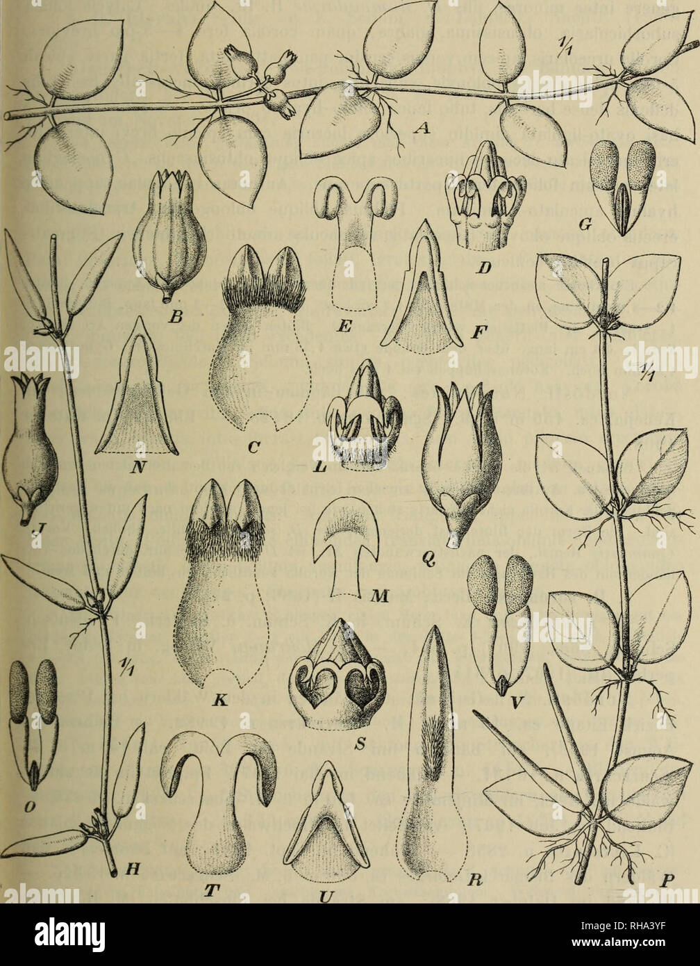 . Botanische Jahrbu?cher fu?r Systematik, Pflanzengeschichte und Pflanzengeographie. Botany; Plantengeografie; Paleobotanie; Taxonomie; Pflanzen. R. Schlechter, Die Asclepiadaceen von Deufsch-Neu-Guinea. 99 Ich hielt die Pflanze anfangs für D. Schumanniana Scliltr,, mußte mich aber bald davon überzeugen, daß sie von dieser verschieden ist, die Form der Korolla ist eine andere; die Barthaare im Schlünde sind länger und stehen nur in der Mitte am Fuße der Zipfel; der häutige Ring, den die beiden letzten Arten aufwiesen, fehlt hier. Die Blüten sind weiß. Fig. 1. P—V. P Habitus, Q Blüte, R Korolla Stock Photo