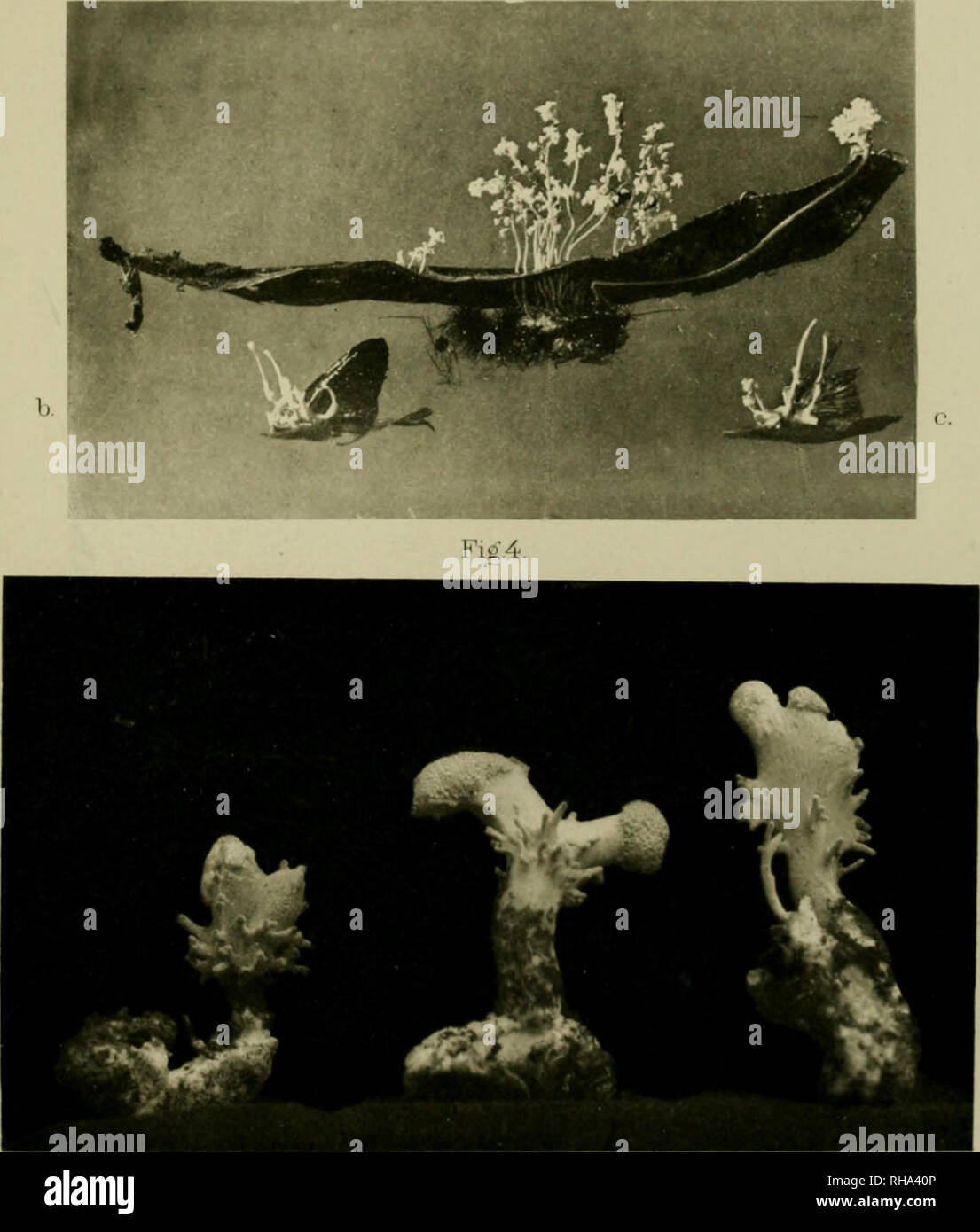 Cf 5a High Resolution Stock Photography And Images Alamy