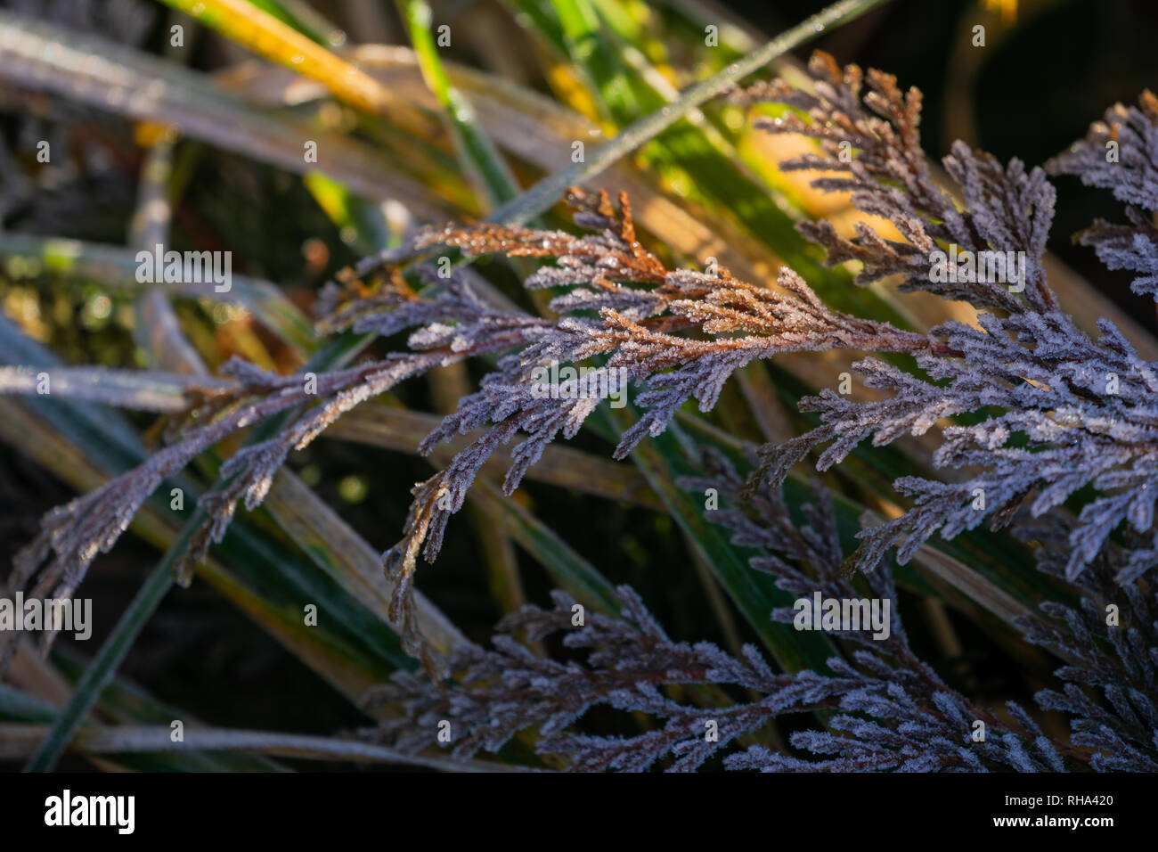 Frosted fir branches close up hi-res stock photography and images - Alamy