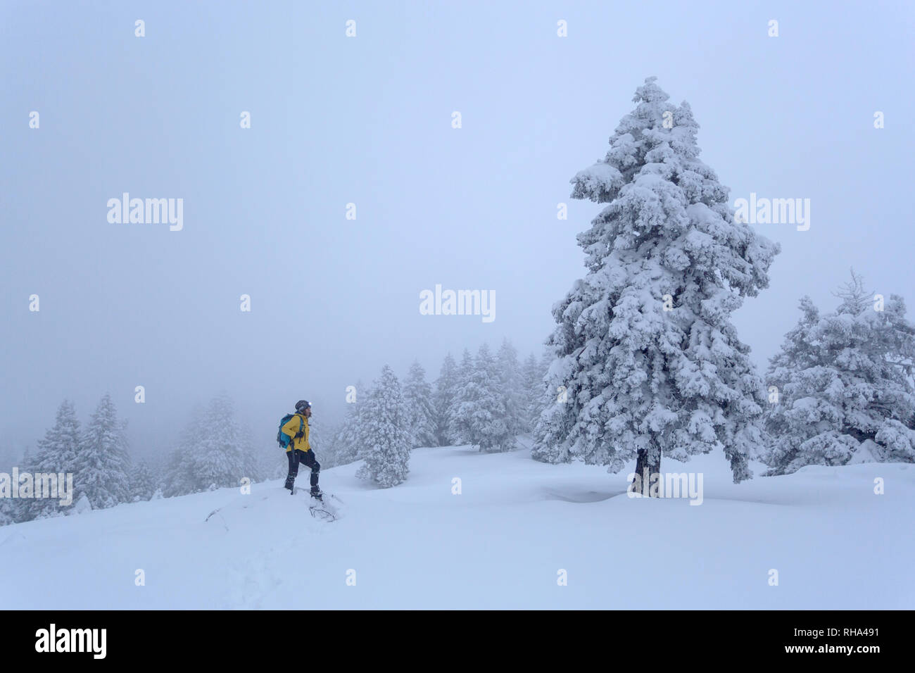 Trekking in the woods hi-res stock photography and images - Alamy