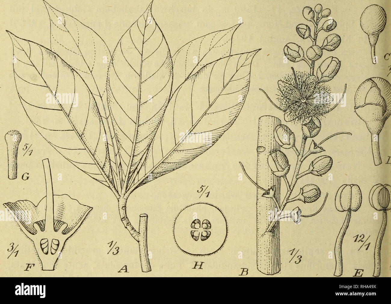 . Botanische Jahrbu?cher fu?r Systematik, Pflanzengeschichte und Pflanzengeographie. Botany; Plantengeografie; Paleobotanie; Taxonomie; Pflanzen. 352 C. Lauterbach, Beiträge zur Flora von Papuasien. VIII. Fiederpalmen; Lianen (Ledermann n. 8042! — Blühend 25. Juli 1912; Ori- ginal der Art! — n. 1 0 403! — Blühend 2. Jan. 1913). Die Art ähnelt in der Blattform B. Novae-Eibemiae Lauterb., unterscheidet sich von derselben aber durch kleinere, gestielte Blüten und 2-fächerigen Fruchtknoten. 15. B. calophylla K. Schum. et Lauterb., Fl. deutsch. Schutzgeb. Süd- see 403. Nordost-Neu-Guinea: Ramu-Fluß Stock Photo