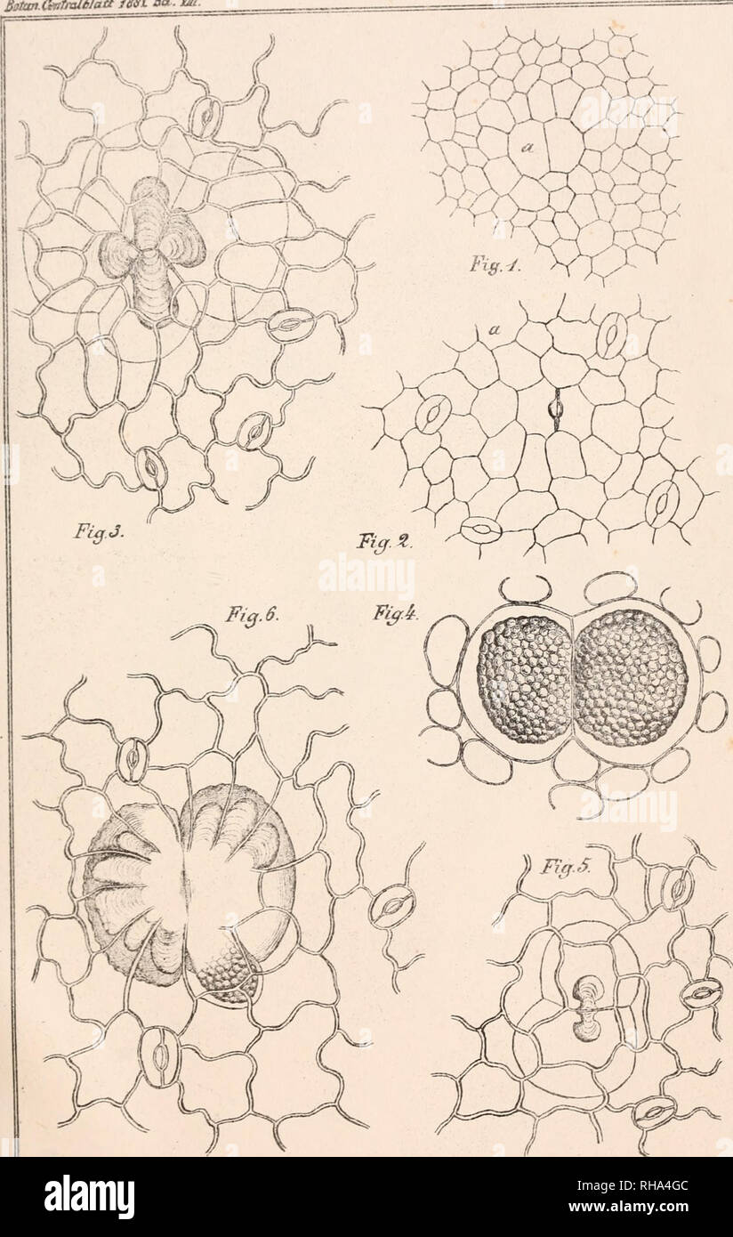 . Botanisches Zentralblatt; referierendes Organ für das Gesamtgebiet der Botanik. Botany; Botany. Botan-C^tmlblaä iBSL Bd. M. TctuW.. L=-i^^^=^=.^ O.'Ptnxig (Min. et i'tc- LH P Praccuitanii/'Mem W^W^mm. Please note that these images are extracted from scanned page images that may have been digitally enhanced for readability - coloration and appearance of these illustrations may not perfectly resemble the original work.. Botanischer Verein, Munich; Botaniska sällskapet, Stockholm; Association internationale des botanistes; Deutsche Botanische Gesellschaft. Jena [etc. ] G. Fischer [etc. ] Stock Photo