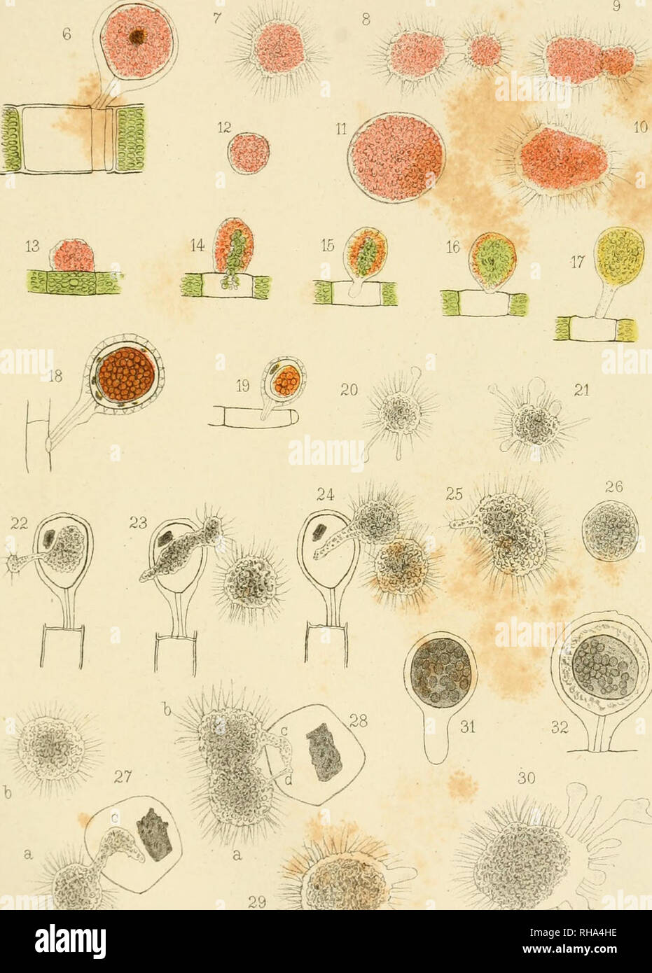 . Botanisches Zentralblatt; referierendes Organ fÃ¼r das Gesamtgebiet der Botanik. Botany; Botany. 3 V 4 'W&quot; '^VIW. 29 :%^L â .&gt;/ %?npi1&amp;:s&gt; J Klein adnat.del Artist,Anst.V Th.Fischer,CasseI. Please note that these images are extracted from scanned page images that may have been digitally enhanced for readability - coloration and appearance of these illustrations may not perfectly resemble the original work.. Botanischer Verein, Munich; Botaniska sÃ¤llskapet, Stockholm; Association internationale des botanistes; Deutsche Botanische Gesellschaft. Jena [etc. ] G. Fischer [etc. ] Stock Photo