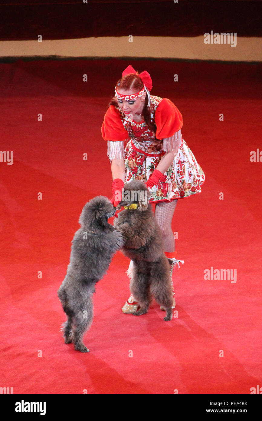Circus dogs performing hires stock photography and images Alamy