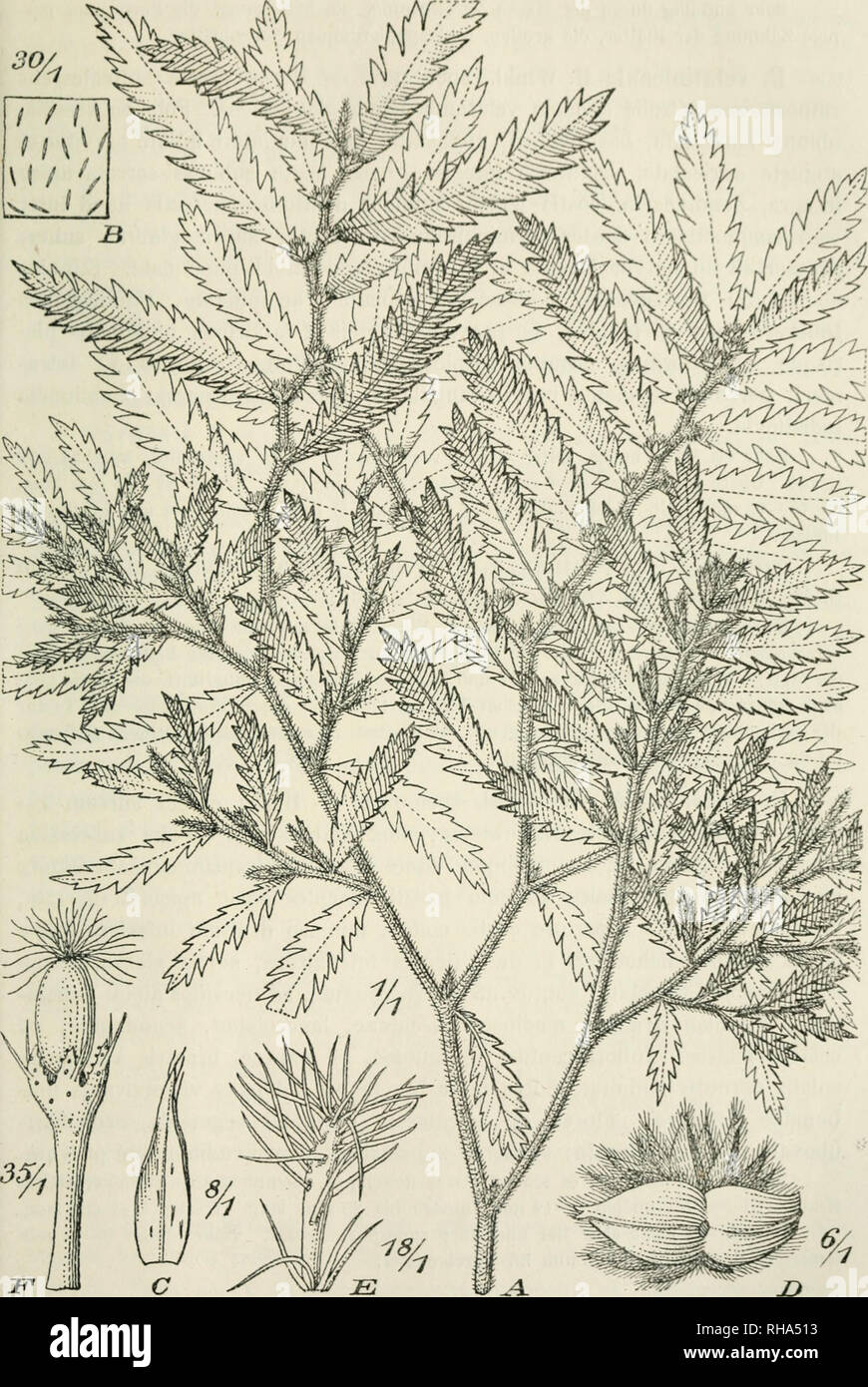 . Botanische Jahrbcher fr Systematik, Pflanzengeschichte und Pflanzengeographie. Plants. H. Winkler, Die Urlicaceen Papuasieoa. 541. Fig. 6. Elatostema rudicaule H. Winkl. A oberer Teil der Q Pflanze, B Blattstück mit Gystolithen, G Nebenblatt. D Q Blütenstand von unten, E innere Braktee aus dem Q Blutenstand, F Q Blüte.. Please note that these images are extracted from scanned page images that may have been digitally enhanced for readability - coloration and appearance of these illustrations may not perfectly resemble the original work.. Engler, Adolf, 1844-1930. Leipzig : W. Engelmann Stock Photo