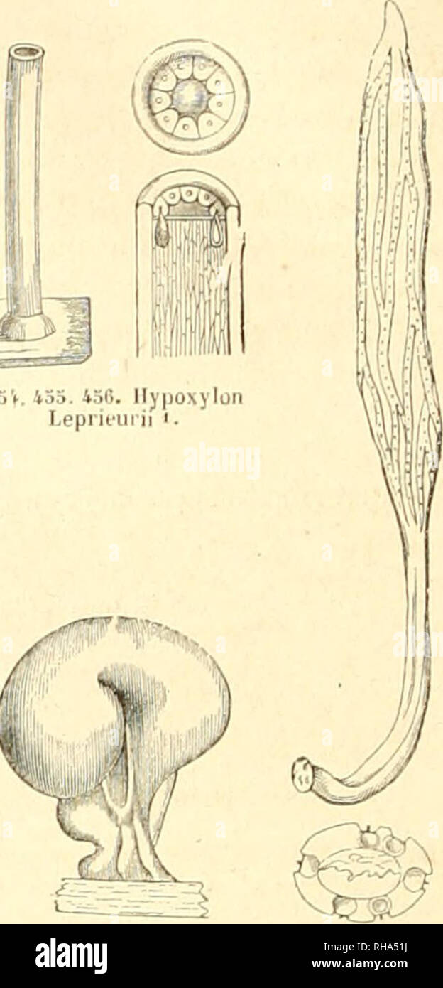 . Botanique cryptogamique, ou Histoire des familles naturelles des plantes infrieures. . Spli.i-i m. 458. rrypethelium. Receptaculum commune crustaceum a. Conceptaculum proprium. 459. Hypoxylcn scleroderma. CO. 461. Hypoxylon grammicum. VERRUCARU PERS. carbonacea . discreta , i ii h h ! crustaceo innata, structa. irypethelium, SPRENG. Conceptacula pro- pria, carbonacea, aggregata intra verrucam re- Conceptacula propria, basi reeeptaculo com- papilja vel ostiolo in- ceptaculi communismultilocularemprominentem, ostiolis distinctis. PYRENASTRUM, ESCHW. Conceptacula pro- pria, carbonacea, aggregat Stock Photo