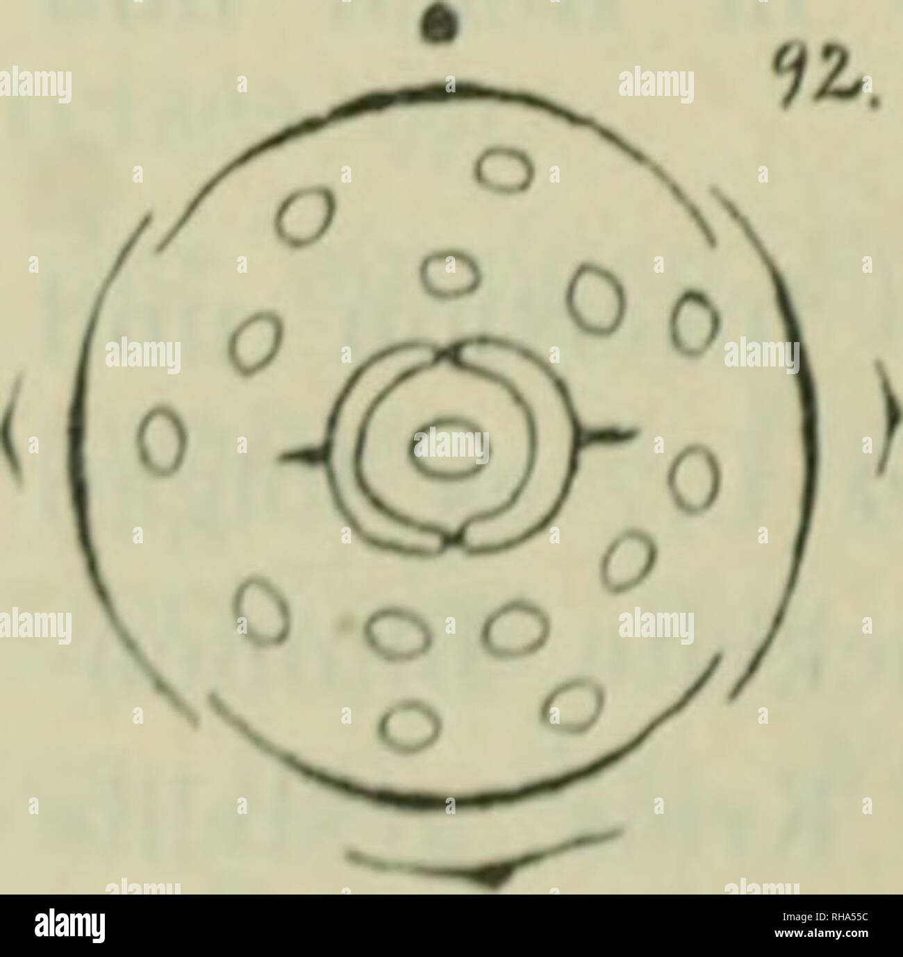 . Botanische Jahrbu?cher fu?r Systematik, Pflanzengeschichte und