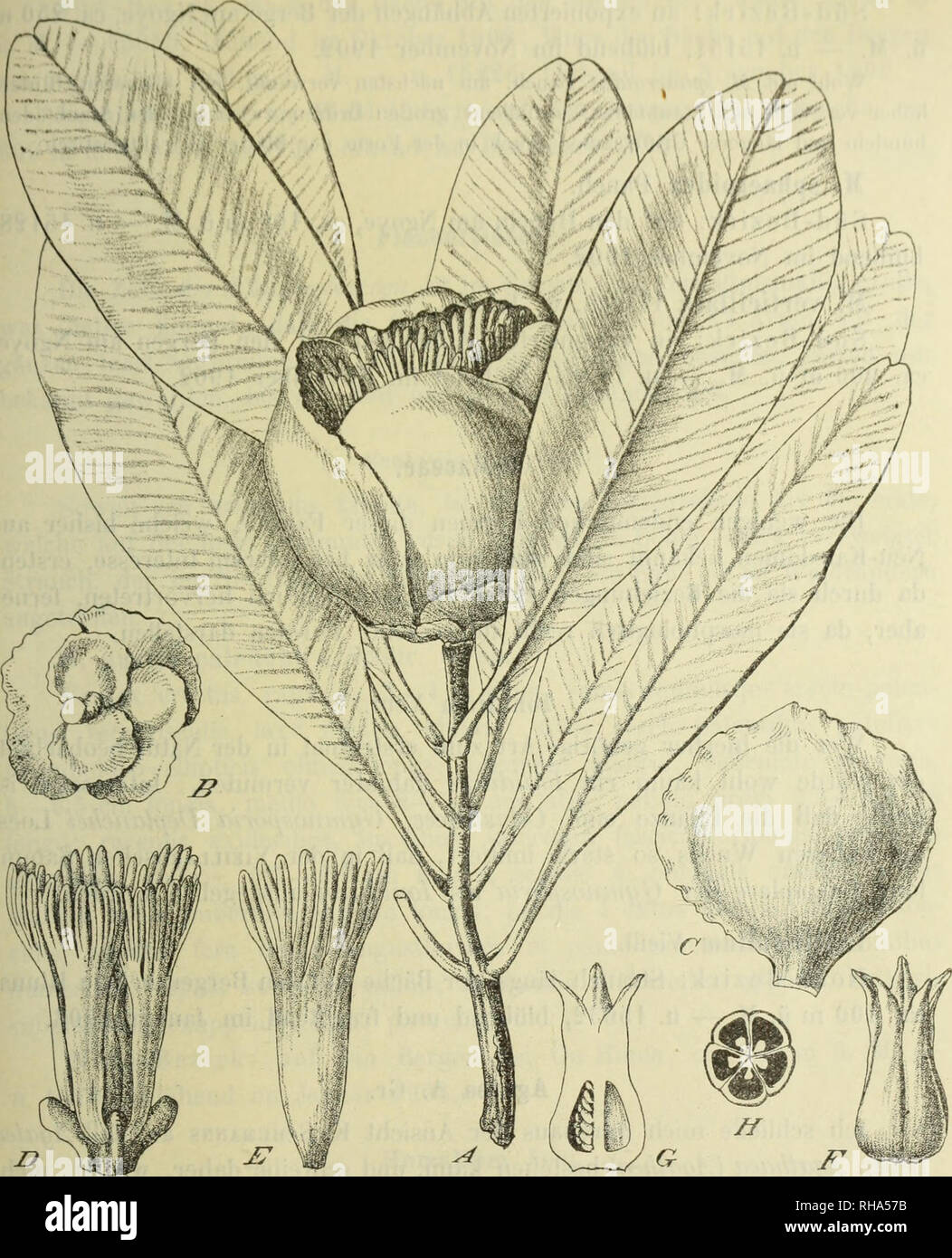 . Botanische Jahrbu?cher fu?r Systematik, Pflanzengeschichte und Pflanzengeographie. Botany; Plantengeografie; Paleobotanie; Taxonomie; Pflanzen. Kt'ili'.'igt' zur Kcmiliiis drr ()n N(Mi-K.ilt'(l(itii&lt;'n. proiuinulo roseo, latcralihus piimatis, iiiMi«^ino rrriirvulo, intfigori'imo, 0,5 —9 cm longis, medio fen' '-l—'î^l cm laiis, pctiolo yliihro, 0,()—0,8 cm longo; tlorihiis ad apices ramulorum singulis, sessilibus, illis M. verticillfttac. Fig. 20. Monirouxiera sphaeroidea Panch. — A Zweig. B Kelch. G Petalum. D An- dröceum und Gynäceum.. ^fi/. Staubblattbüschel. F—H Fruchtknoten. paulo ma Stock Photo