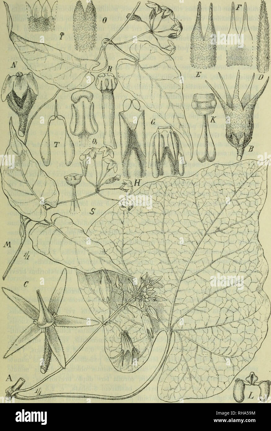 Gynostegium hires stock photography and images Alamy