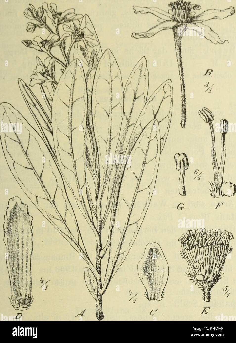 . Botanische Jahrbu?cher fu?r Systematik, Pflanzengeschichte und Pflanzengeographie. Botany; Plantengeografie; Paleobotanie; Taxonomie; Pflanzen. Hcitriif^c /.ur Ki'iiiiliiis di-r l-'lora i»m .'fti-l;ilt'&lt;lniiifii. 153 n. blülinid im NovciiiIxm' 1&lt;)0'2; anl&quot; oxponicilcn Abhiingon dns Mont, lluiiiboldl, ca. 1400 m (i. M. — n. blühend im November 1902.. Fig. 12. Baloghia Bureavii (Baill.) Schltr. A Zweig. B Blüte. G Brakteolen. D Perigonbl. E—6 Staubbl. Excoecaria L. Bisher war von dieser Gattung noch keine Art aus dem Gebiete be- kannt. Die Zugehörigkeit der hier beschriebenen Pfl Stock Photo