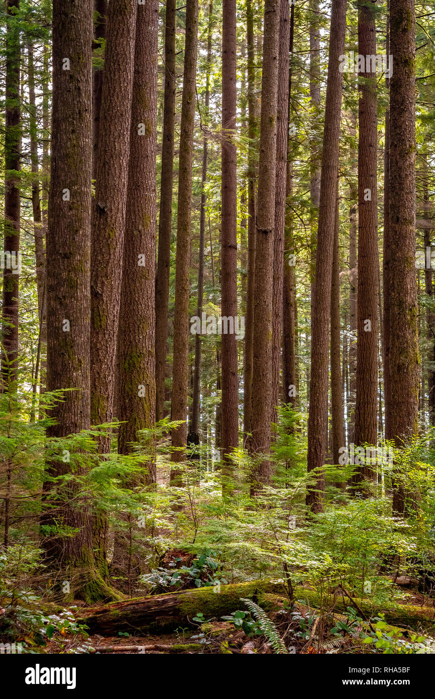 Group of excessively tall Douglas Fir trees (Pseudotsuga Menziesii) growing wild in a State Reserve Park on a sunny autumn day Stock Photo
