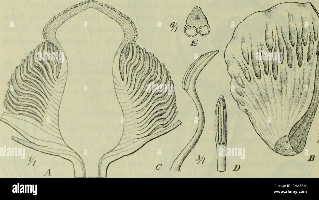 . Botanische Jahrbu?cher fu?r Systematik, Pflanzengeschichte und Pflanzengeographie. Botany; Plantengeografie; Paleobotanie; Taxonomie; Pflanzen. 406 I. Urban. ann. 1861 n. 24 (nomen solum). — Bantmculiis giganteus Weddell in Chloris andina II (1857—62) p. 30 n. 16. Specimina basi 2 cm diametralia a basi ad floris basin 30—50 cm alta; folia bas alia inflorescentiam multo (1/3—Y2) superantia ad 70 cm longa 12 — 13 cm lata; folia caulina (plerumque unicum, vel bina vel terna) multo minora ad 25 cm longa, 6—8 cm lata, basalibus simillima; flores viridescentes 10—15 cm diametrales, plerumque subcl Stock Photo