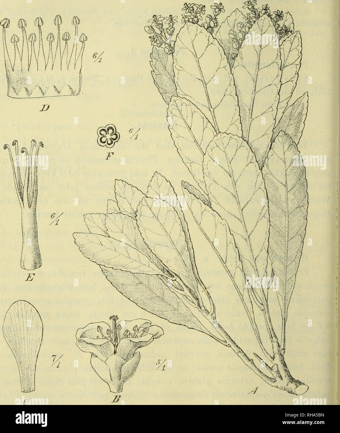 . Botanische Jahrbu?cher fu?r Systematik, Pflanzengeschichte und