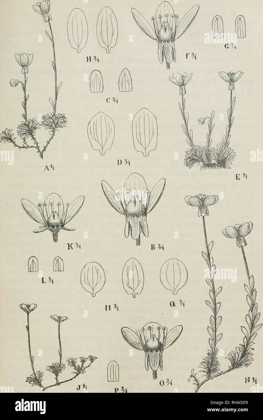 . Botanische Jahrbcher fr Systematik, Pflanzengeschichte und Pflanzengeographie. Plants. p^ Fig.  5. A—D Saxifraga chrysantha A. Gray. A Habitus, B Flos, G Sepala, D Petala. — E—H S. chrysanthoides Franch. E Habitus, F Flos, O Sepala, H Petala. — J—M S. serpyllifolia Pursh. J Habitus, K Flos, L Sepala, M Petala. — N—Q S. drabi- formis Francb. N Habitus, 0 Flos. P Sepalum, Q Petalum. — Irmscuer delin.. Please note that these images are extracted from scanned page images that may have been digitally enhanced for readability - coloration and appearance of these illustrations may not perfectly re Stock Photo