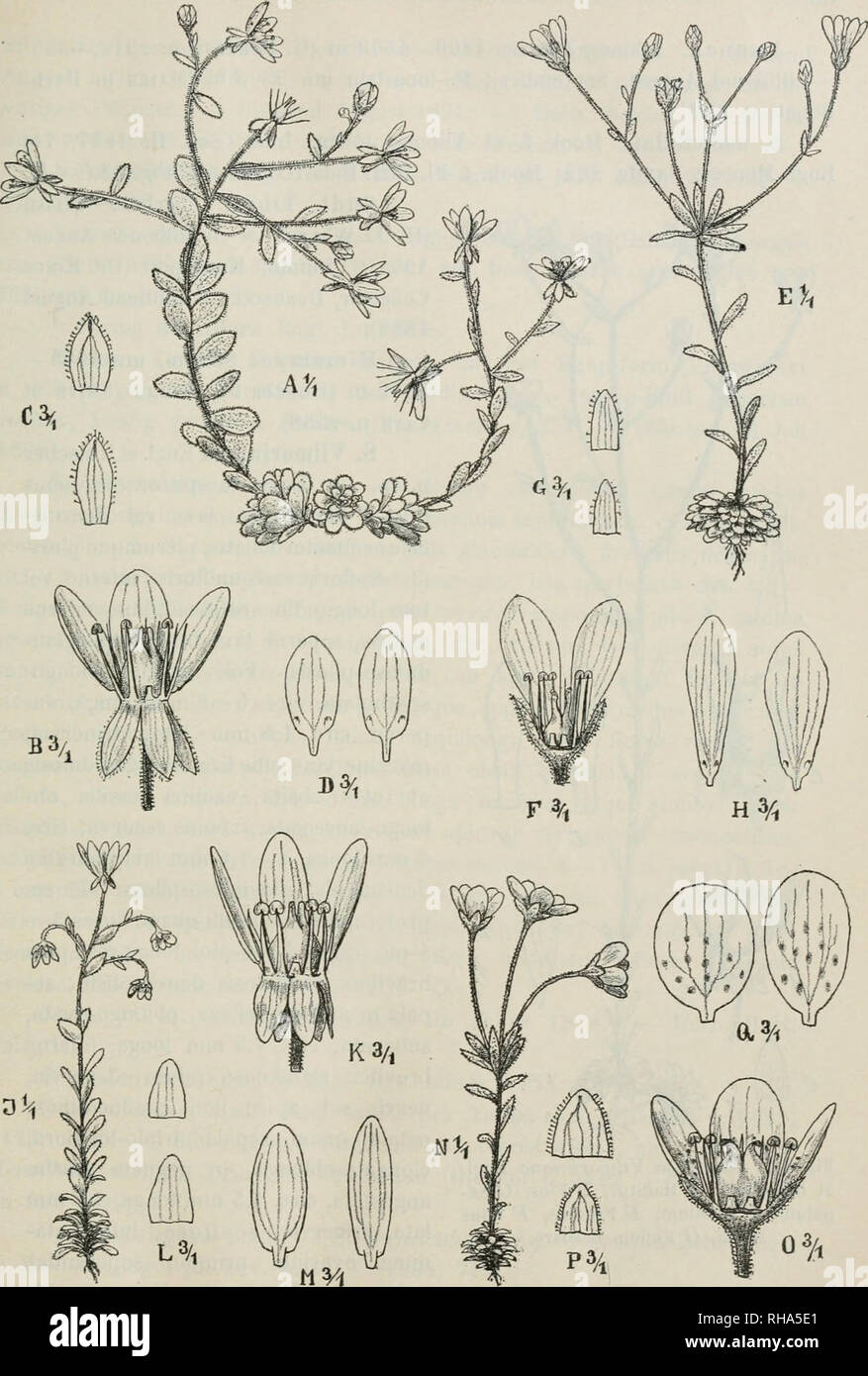 . Botanische Jahrbcher fr Systematik, Pflanzengeschichte und Pflanzengeographie. Plants. dU Fig. 13. A—D Saxifraga sediformis Engl, et Irrascher. .1 Habitus, B Flos, C Sepala, D Petala. — E— H S. umbellulata Hook. f. et Thoms. E Habitus, F Flos, 6 Sepala, H Petala. — J—.'/ 8. unguiculata Engl. J Habitus, K Flos, L Sepala, M Petala. — N—Q S. punctulata Engl. N Habitus, 0 Flos, P Sepala, Q Petala. — Irmscheb delin.. Please note that these images are extracted from scanned page images that may have been digitally enhanced for readability - coloration and appearance of these illustrations may not  Stock Photo