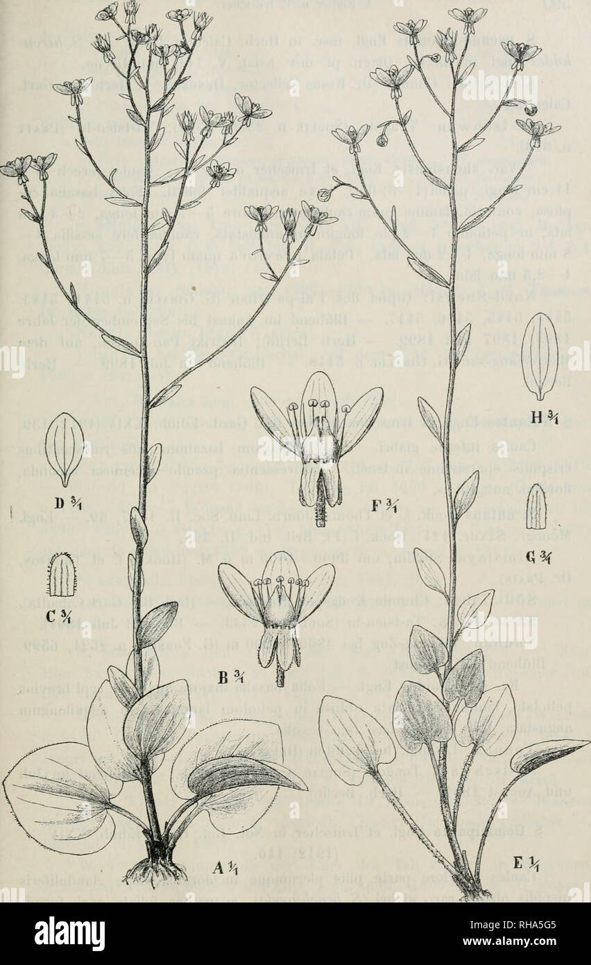 . Botanische Jahrbcher fr Systematik, Pflanzengeschichte und Pflanzengeographie. Plants. Fig. 8. Saxifraga diversifolia Wall. A—D forma angustibracteata Engl, et Irmscher. A Habitus, B Flos, C Sepalum, D Petalum. — E—H var. Souliana Engl. eHrmscher. E Habitus, F Flos, Q Sepalum, H Petalum. — Irmscher delin.. Please note that these images are extracted from scanned page images that may have been digitally enhanced for readability - coloration and appearance of these illustrations may not perfectly resemble the original work.. Engler, Adolf, 1844-1930. Leipzig : W. Engelmann Stock Photo