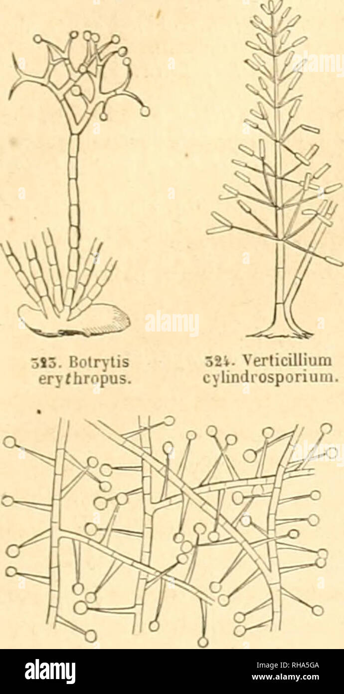 . Botanique cryptogamique, ou Histoire des familles naturelles des plantes infrieures. BOTRYTWÉES. 7.', CAPILLARIA PERS. Flocci repentes, continoi, ramosi. acremonium IINK. Flocci repentes, septati, ramosi, ramulis subulatis armati. zygodesmus CORDA. Flocci repentes, seplati, ramosi, ramulis subulatis non armati. CIRCINOTRICHUM, .££&quot;.S. Flocci repentes continui, simplices, circinnato-intricati.. Please note that these images are extracted from scanned page images that may have been digitally enhanced for readability - coloration and appearance of these illustrations may not perfectly res Stock Photo
