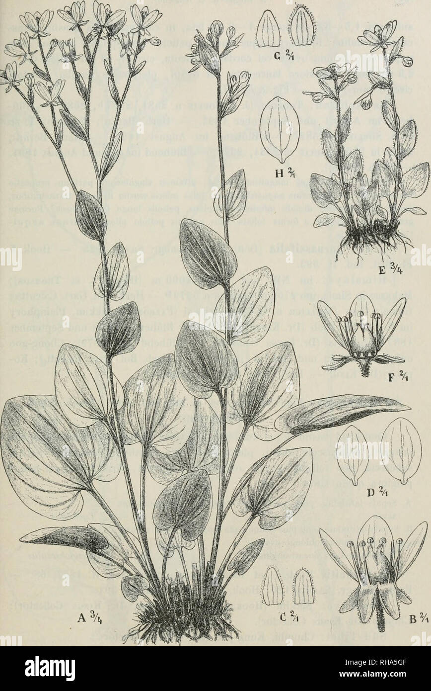 . Botanische Jahrbcher fr Systematik, Pflanzengeschichte und Pflanzengeographie. Plants. Fig. 7. Saxifraga diversifolia Wall. A—D forma foliata Engl, et Irmscher. A Habitus, B Flos, C Sepala, D Petala. — E—H forma alpina Engl, et Irmscher. E Habitus, F Flos, G Sepala, H Petalum. — Irmscher delin.. Please note that these images are extracted from scanned page images that may have been digitally enhanced for readability - coloration and appearance of these illustrations may not perfectly resemble the original work.. Engler, Adolf, 1844-1930. Leipzig : W. Engelmann Stock Photo