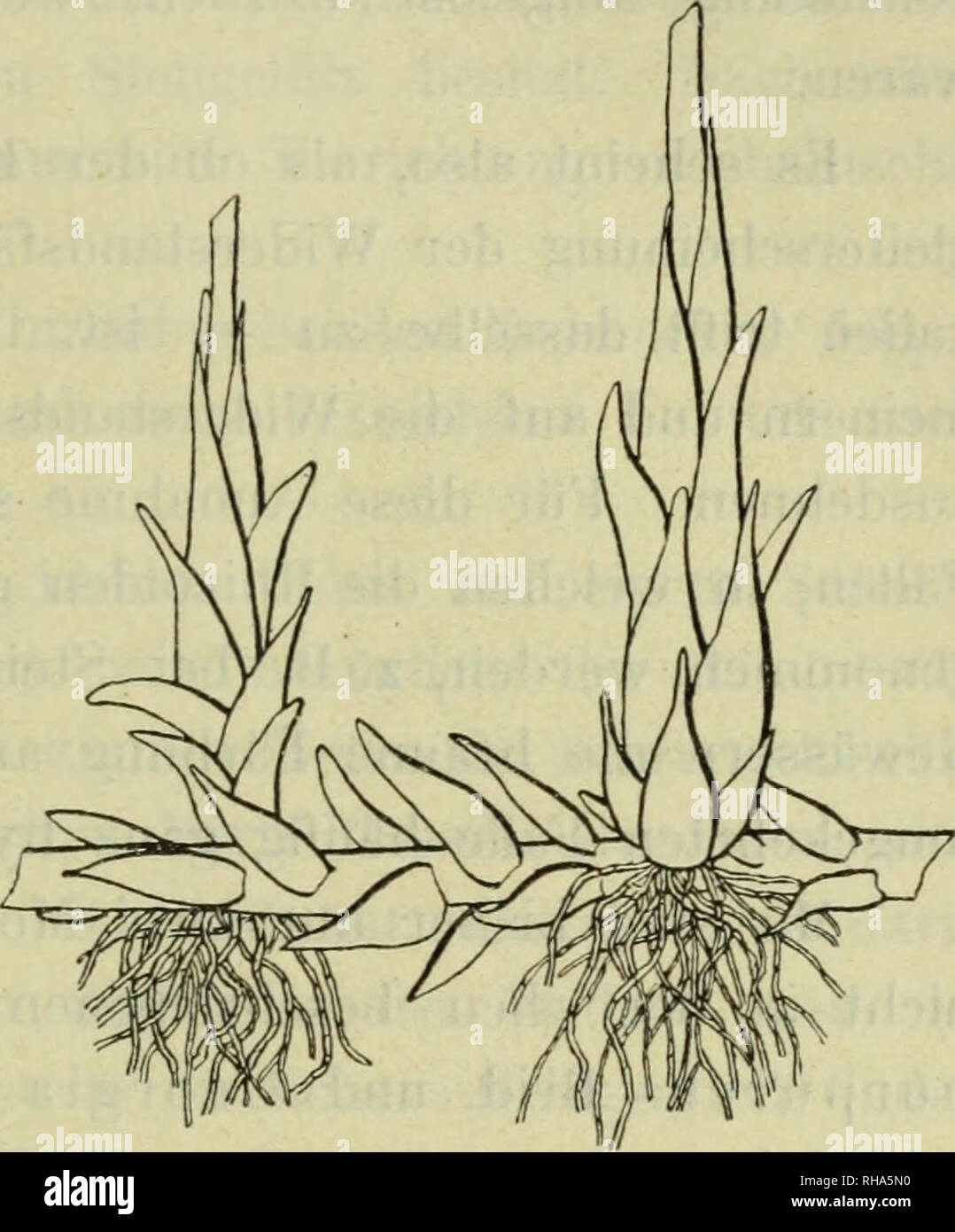 . Botanische JahrbuÌcher fuÌr Systematik, Pflanzengeschichte und