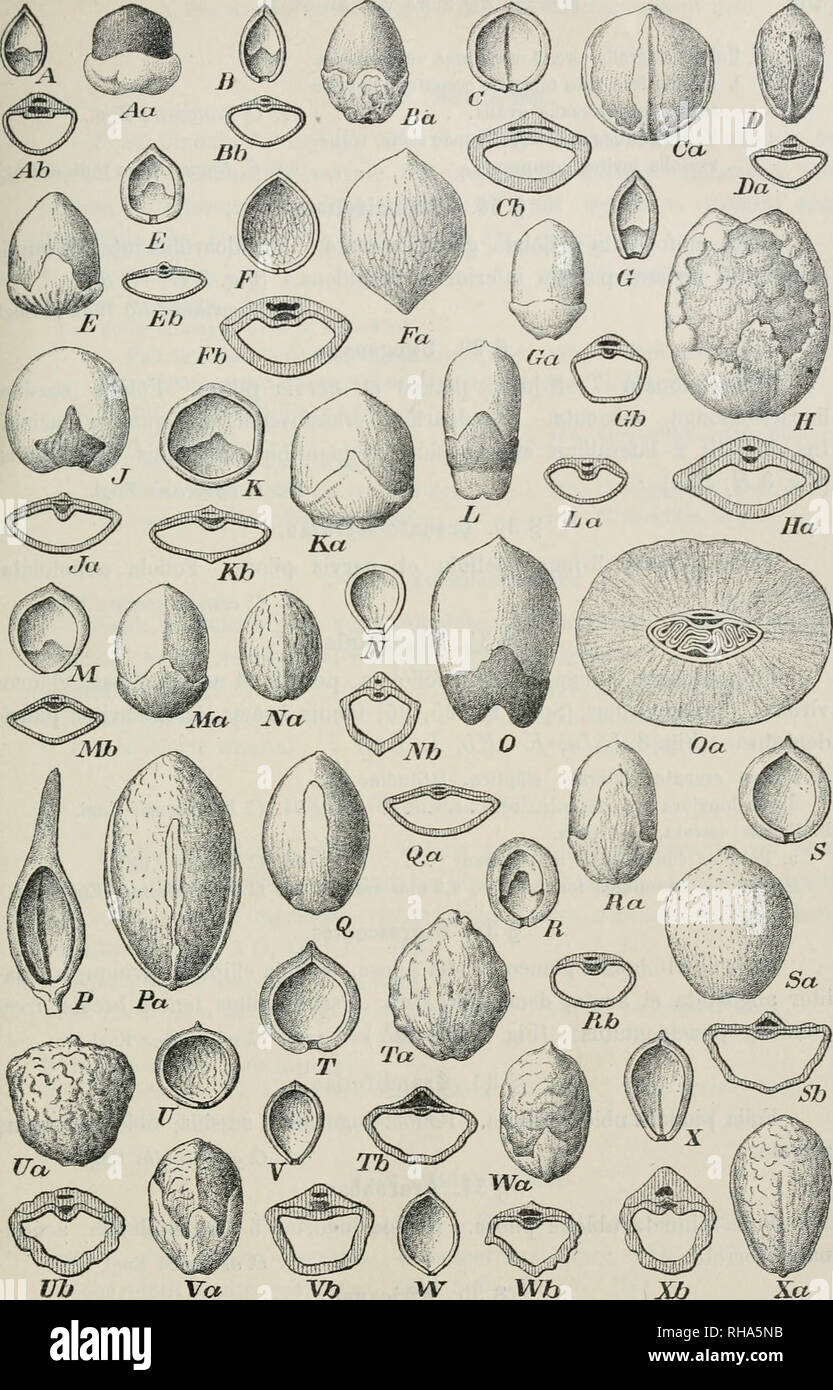 . Botanische Jahrbcher fr Systematik, Pflanzengeschichte und Pflanzengeographie. Plants. Fig. 3. Commiphora. A—Ab C. saxicola; B—Bb C. Bivai; C—Cb C. glabrata; D—Da C. Berryi; E—E'i C.Dinteri; F—Fb C. Bangeana; 6—6b C. rotundifolia; H—Ha C. ugogensis; 3, Ja C. Behmannii; K—Kb C. Oliveri; L—La C. tenuipetiolata; M—Mb C. nigrescens; N—Nb C. africana; 0,0a C. Boiviniana; P, Pa C'.mombassensis; Q, Qa kataf; B—Bb C. gallaensis; S—Sb C. pedunculata; T—Ta C. mollissima; U—Ub C.pilosa; V—Tb C. calcücola; W— Wb C. ukolola; X—Xb C. rugosa. — Alle mit a bezeichneten Einzelfiguren 2/i.. Please note that t Stock Photo