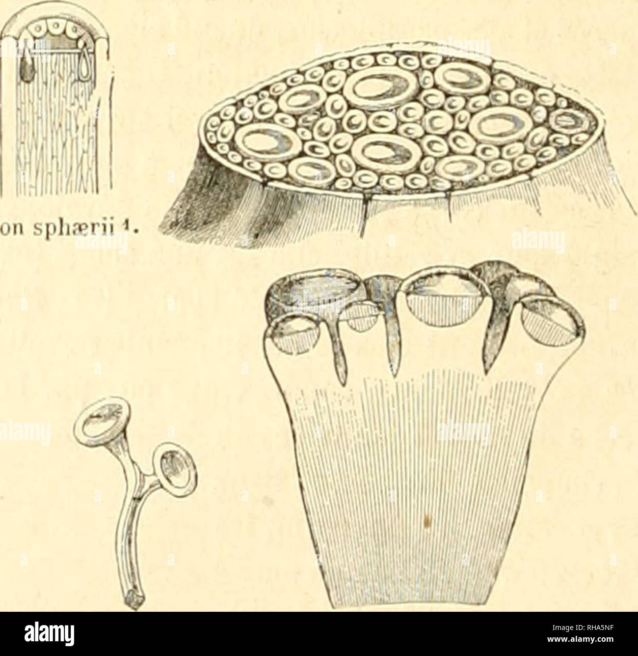 . Botanique cryptogamique, ou Histoire des familles naturelles des plantes infrieures. 267. SphÅria l'ini. 568. SphariaLaburn - aPiSS'J *j 271. 272. Hypoxylon sphÅrii *.. 269. 270. Hypoxylon gramineum =. 273. 27t. Cordierilcs Guianensis. 27S. 276. Tympanis lonspeisa. Ces diverses espÃ¨ces de rÃ©ceptacles et de conceptacles, quelle que soit la nature des organes qu'ils renferment, ne sont point toujours portÃ©es immÃ©diatement par le mycÃ©lium. Souventil y a un corps intermÃ©diaire qui peut Ã©galement prÃ©senter les formes les plus diverses. Il est claviforme dans VHypoxylon gramineum7', rameux Stock Photo