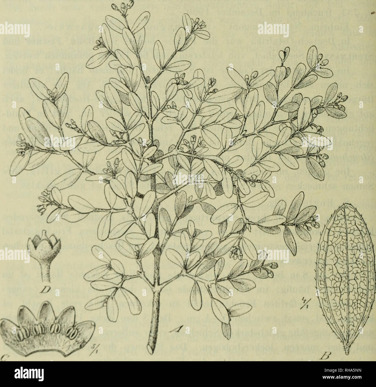 . Botanische JahrbuÌcher fuÌr Systematik, Pflanzengeschichte und Pflanzengeographie. Botany; Plantengeografie; Paleobotanie; Taxonomie; Pflanzen. 178 BeitrÃ¤ge ziii- Flora von Afrika. XXIU. in eine orangefarbene Pulpa eingebetteten Samen schmecken sei)wach bitter. S. myrloides (iilg et Busse n. sp.; frutex arborescens us(iue ad 5 m altus, dense vel densissime ramosus, ramis albido-flavescentibus laxe pilosis; foliis approximatis, minimis, ovahbus vel potius ovali-oblongis, apice acuti- uscuHs vel saepius rotundatis, basi cuneatis, sessilibus vel si mavis brevis- sime petiolatis, coriaeeis, utr Stock Photo