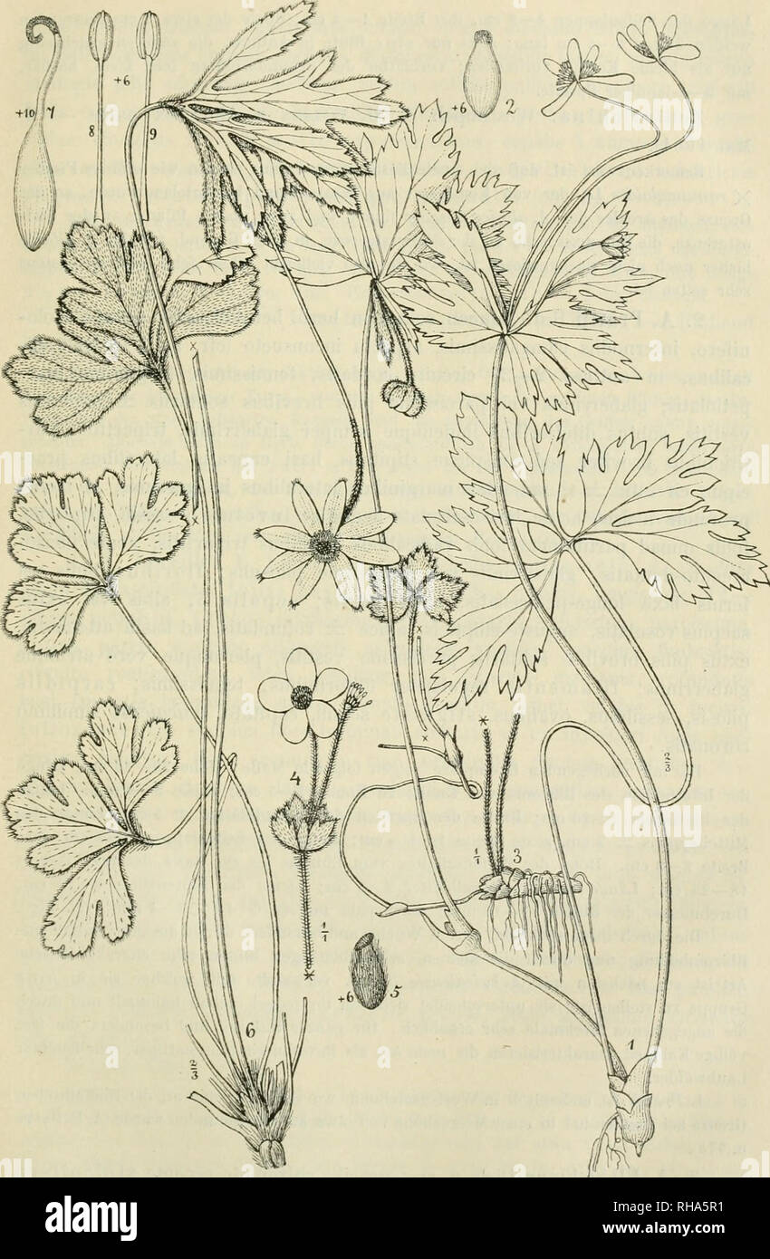 . Botanische Jahrbcher fr Systematik, Pflanzengeschichte und Pflanzengeographie. Plants. Beiblatt zu den Botanischen Jahrbüchern. Nr. 80.. 1, 2 Ancinoitc Prattii Huth: 1 haliitus, 2 fructus immaturus. — 3—5 ,4. l'lhrichiana Diels: 3 rhizoma, 4 inflorescentia, 5 fructus immaturus — 6—9 A. Lcveiltci E. Ulbrich: 6 habitus, 7 friictus immaturus, S an- thera postice, 9 antice visa.. Please note that these images are extracted from scanned page images that may have been digitally enhanced for readability - coloration and appearance of these illustrations may not perfectly resemble the original work. Stock Photo