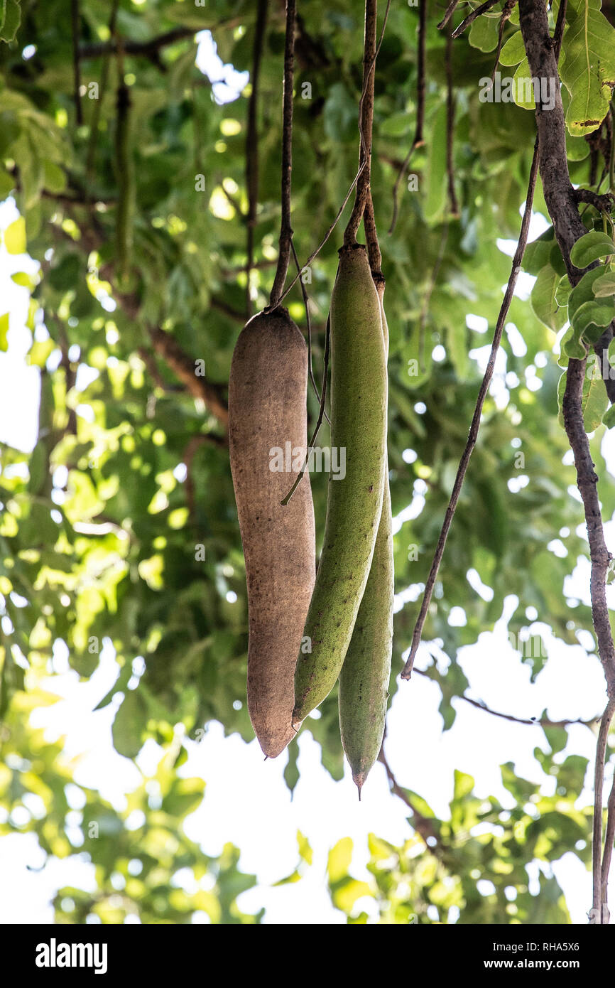 Sausages growing on sausage tree, cucumber tree; worsboom or Kigelia