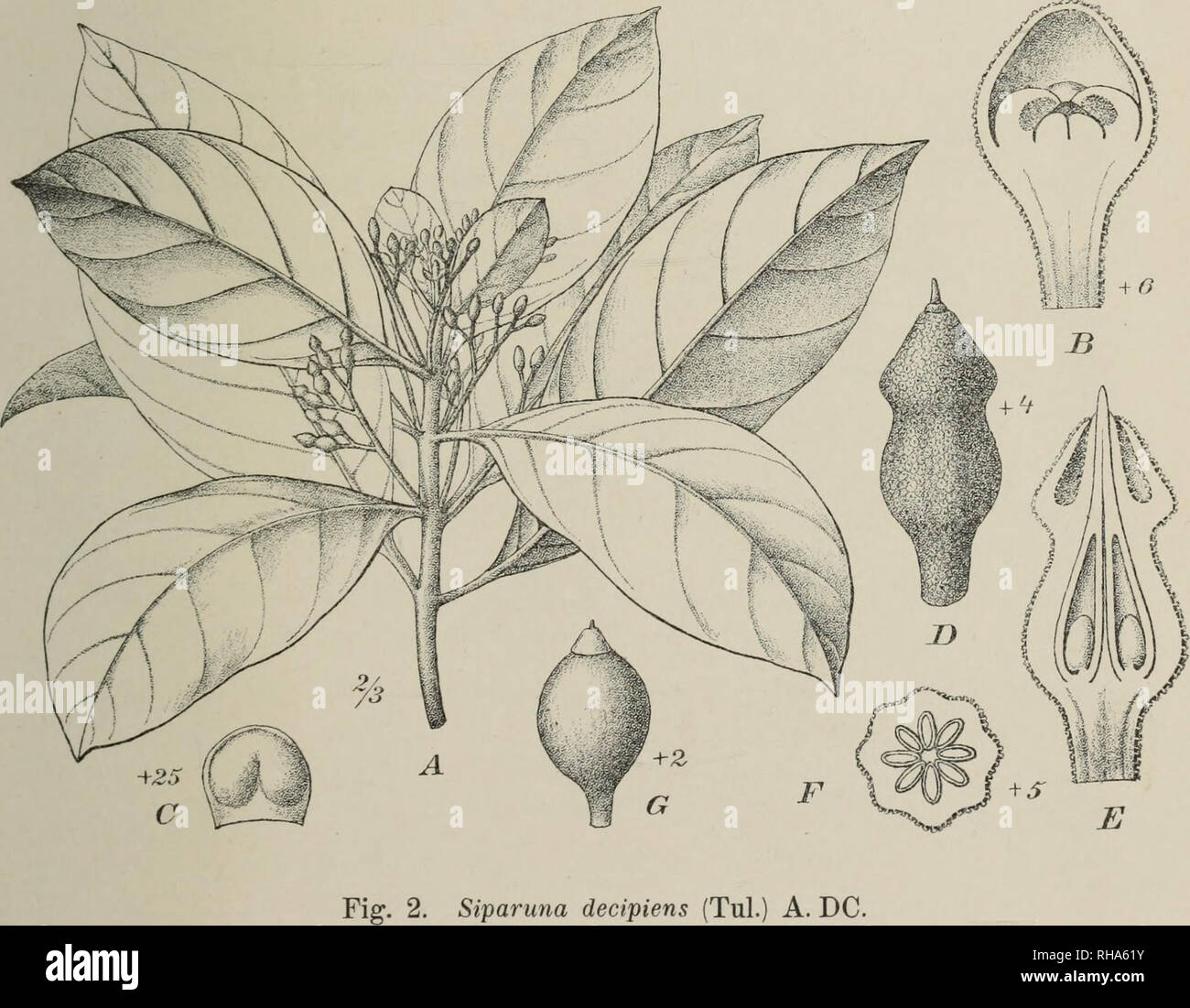 . Botanische Jahrbu?cher fu?r Systematik, Pflanzengeschichte und Pflanzengeographie. Botany; Plantengeografie; Paleobotanie; Taxonomie; Pflanzen. Fig. 1. A Siparuna buddleifoUa (Benth.) A. DC. B n. C S. cujnbana (Mart.) A. DC. D S. apiosyce (Mart.) A. DC. E S. guianensis Aubl.. J. Pohl delin. Verlag von &quot;Wilhelm Engelmann in Leipzig. Please note that these images are extracted from scanned page images that may have been digitally enhanced for readability - coloration and appearance of these illustrations may not perfectly resemble the original work.. Engler, Adolf, 1844-1930. Stuttgart :  Stock Photo