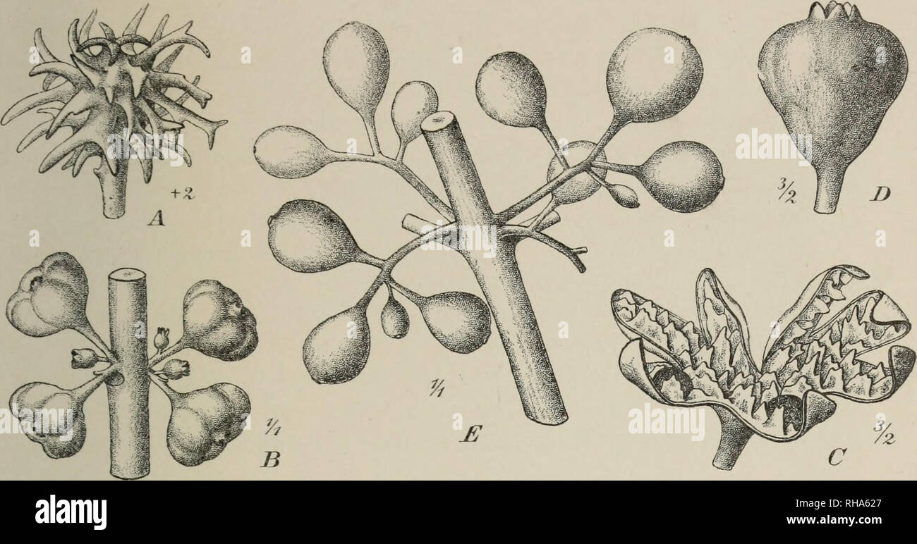 . Botanische Jahrbu?cher fu?r Systematik, Pflanzengeschichte und Pflanzengeographie. Botany; Plantengeografie; Paleobotanie; Taxonomie; Pflanzen. Eyigler, Bot Jahrb. XXVIIL Bd. Taf. XIV,. Fig. 1. A Siparuna buddleifoUa (Benth.) A. DC. B n. C S. cujnbana (Mart.) A. DC. D S. apiosyce (Mart.) A. DC. E S. guianensis Aubl.. Please note that these images are extracted from scanned page images that may have been digitally enhanced for readability - coloration and appearance of these illustrations may not perfectly resemble the original work.. Engler, Adolf, 1844-1930. Stuttgart : Schweizerbart Stock Photo