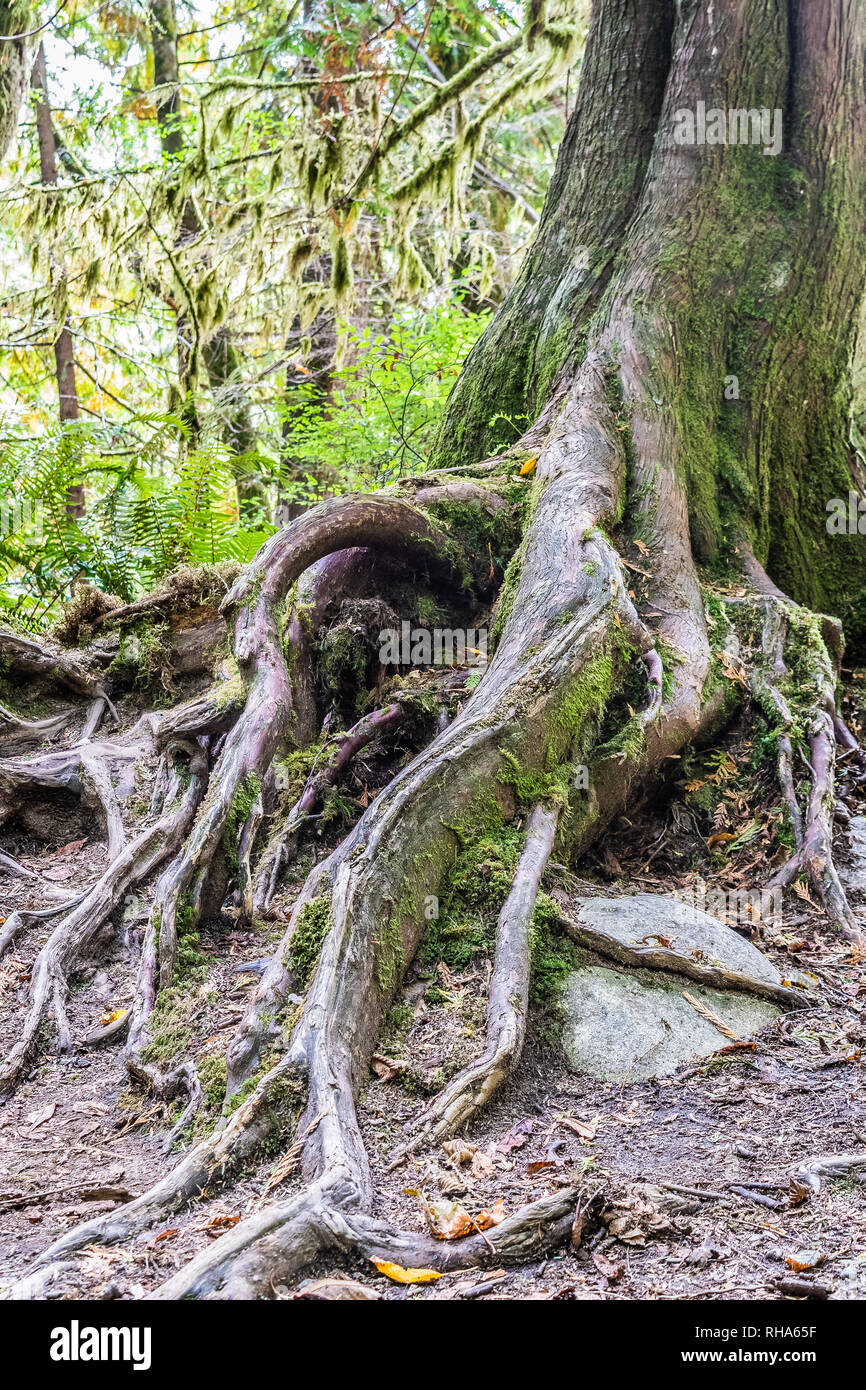 Tree trunk and exposed roots with moss inside a forest Stock Photo